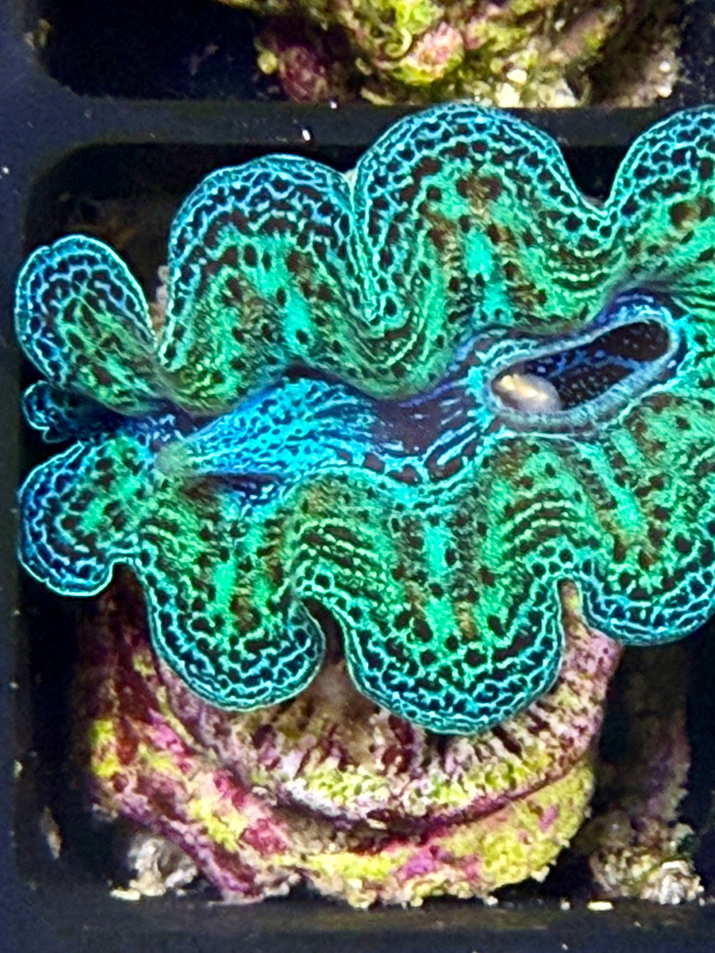 Captive Bred Rainbow Crocea clam #28 White