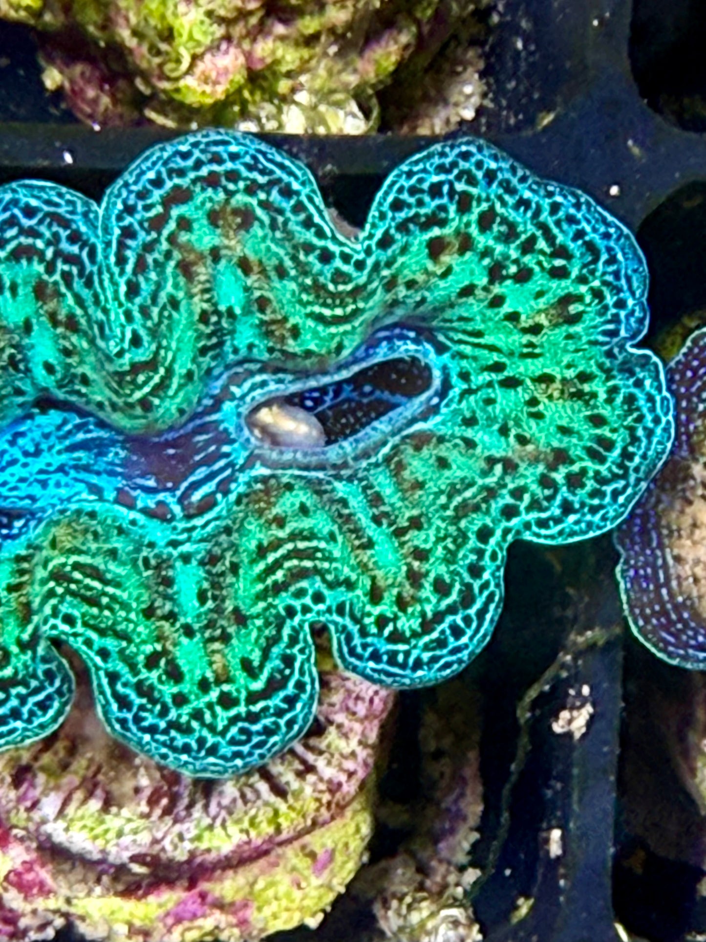 Captive Bred Rainbow Crocea clam #28 White