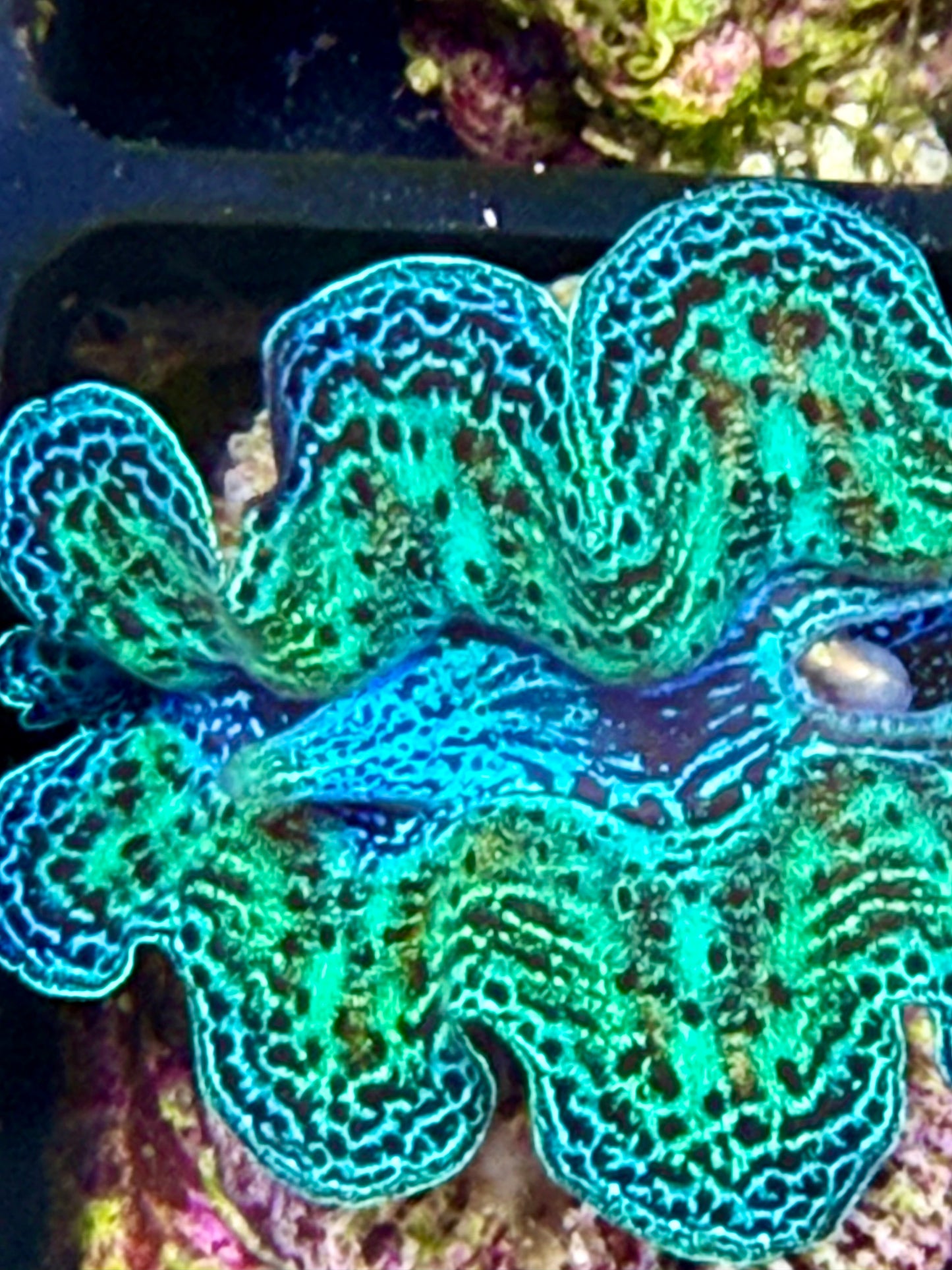 Captive Bred Rainbow Crocea clam #28 White