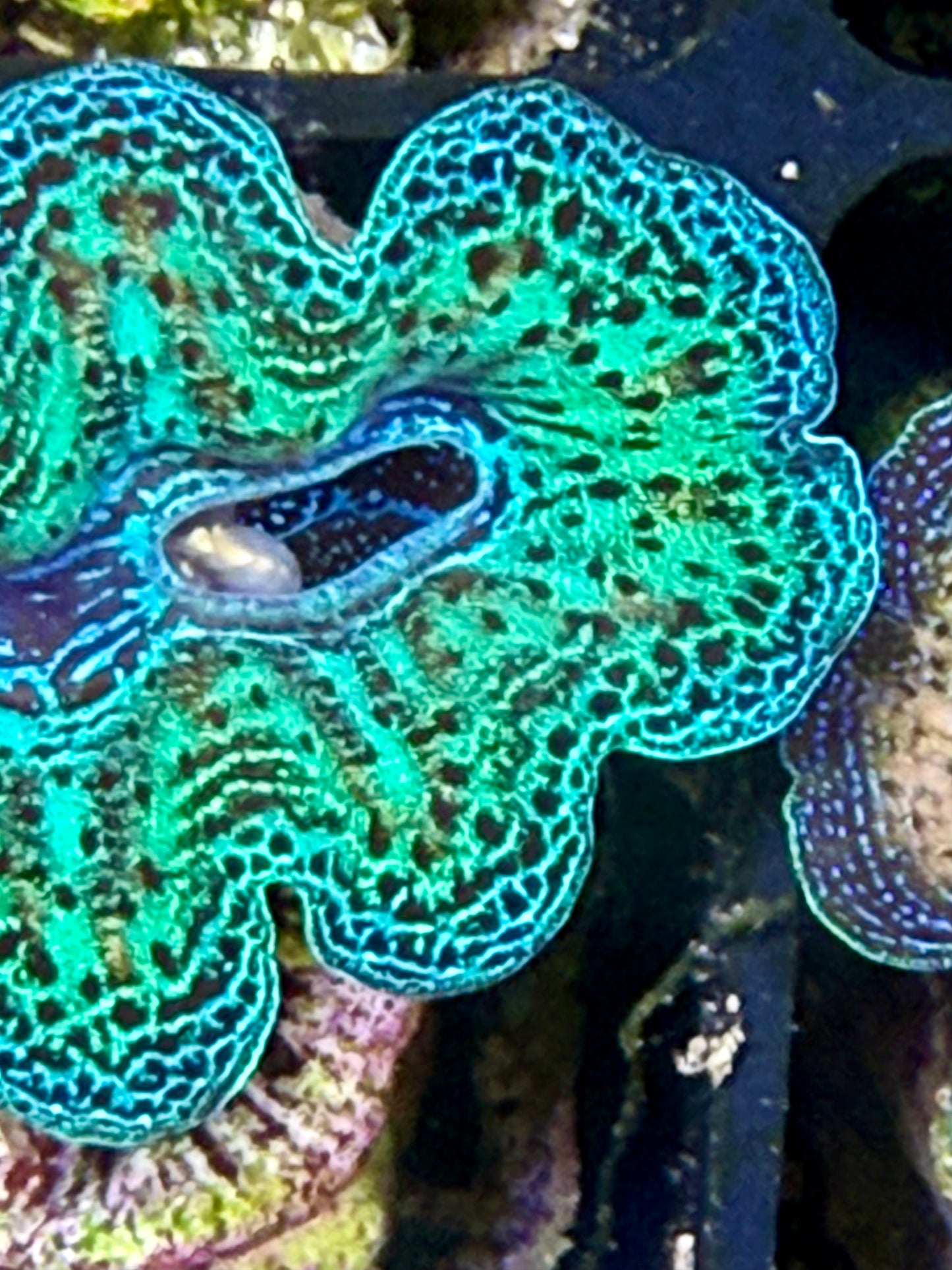 Captive Bred Rainbow Crocea clam #28 White