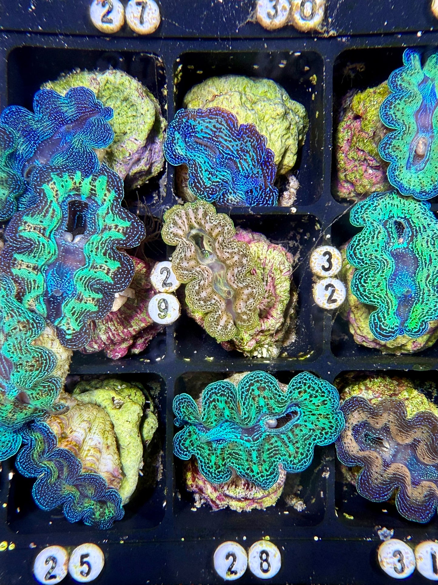 Captive Bred Crocea clam #29 White