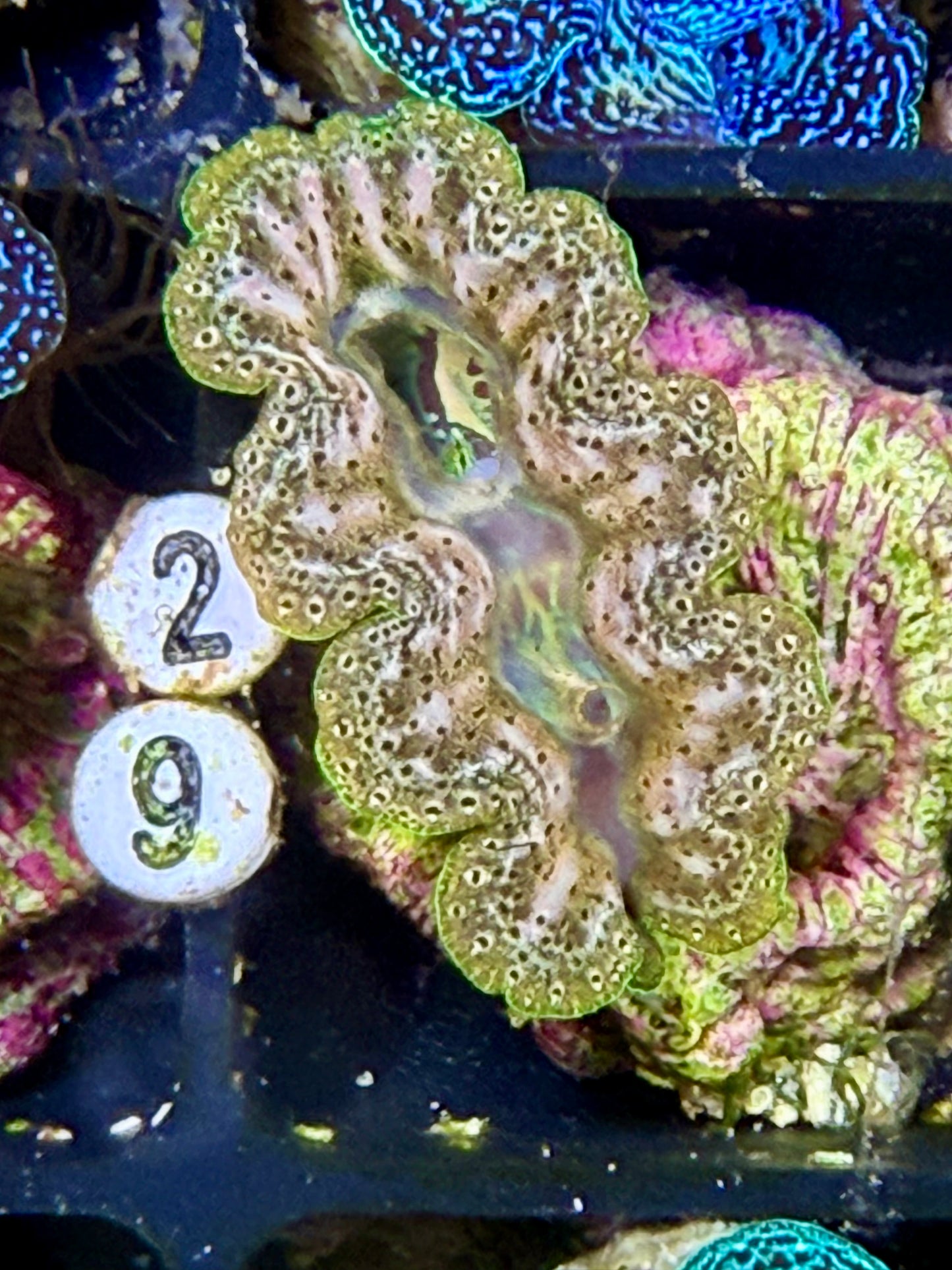 Captive Bred Crocea clam #29 White