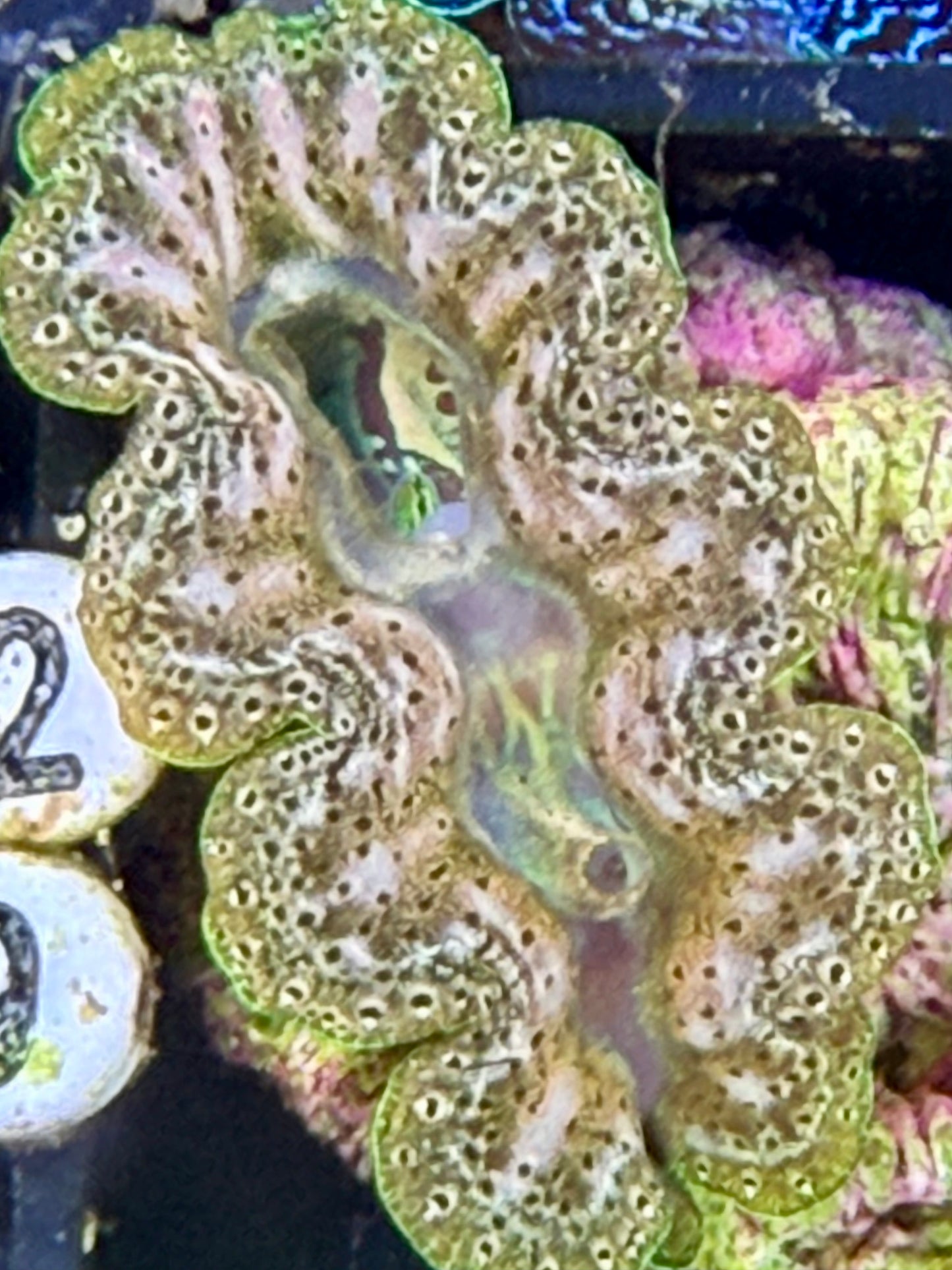 Captive Bred Crocea clam #29 White