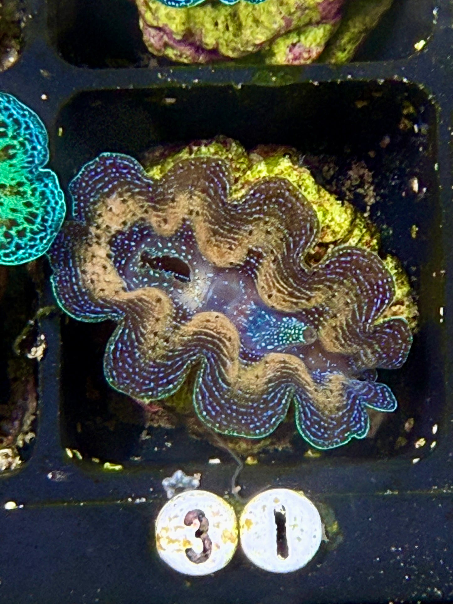 Captive Bred Crocea clam #31 White