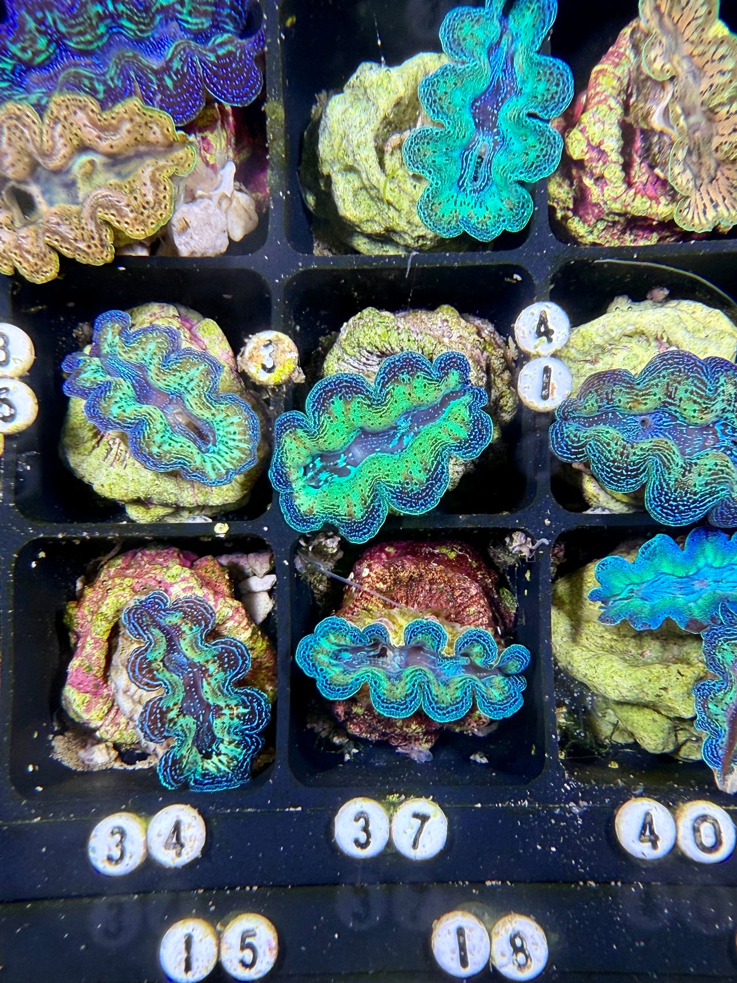 Captive Bred Rainbow Crocea clam #3 White