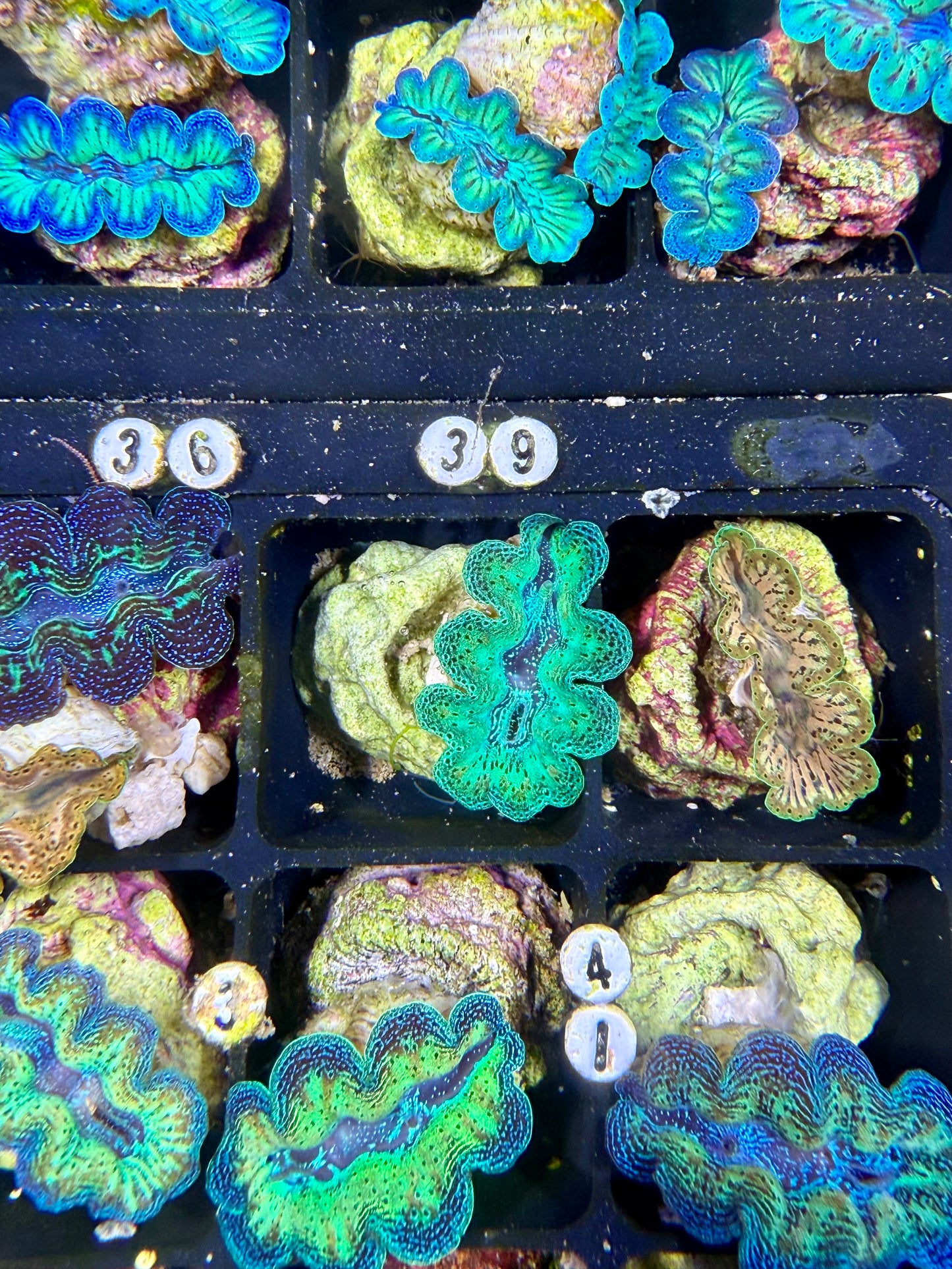 Captive Bred Crocea clam #39 White