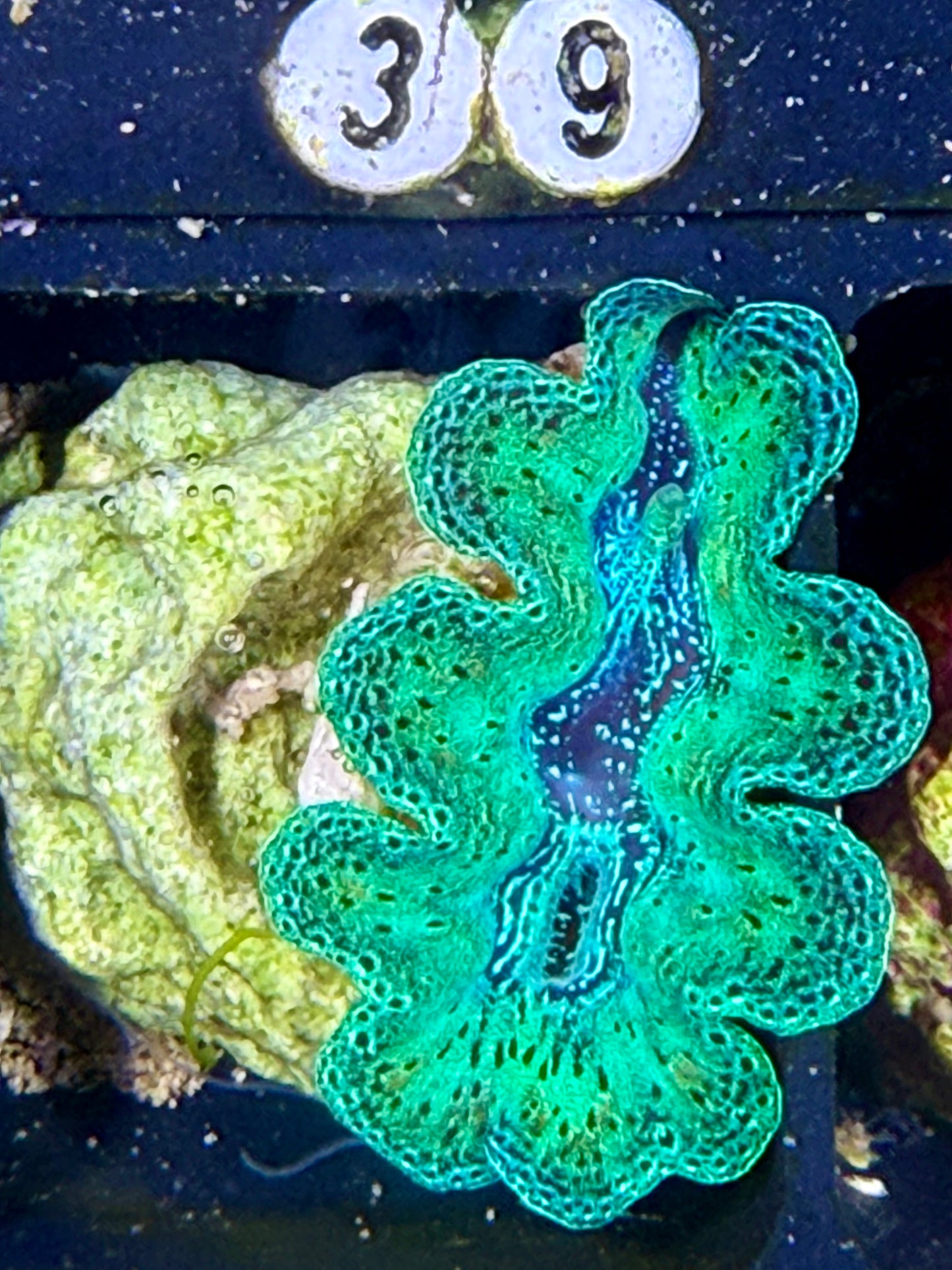 Captive Bred Crocea clam #39 White