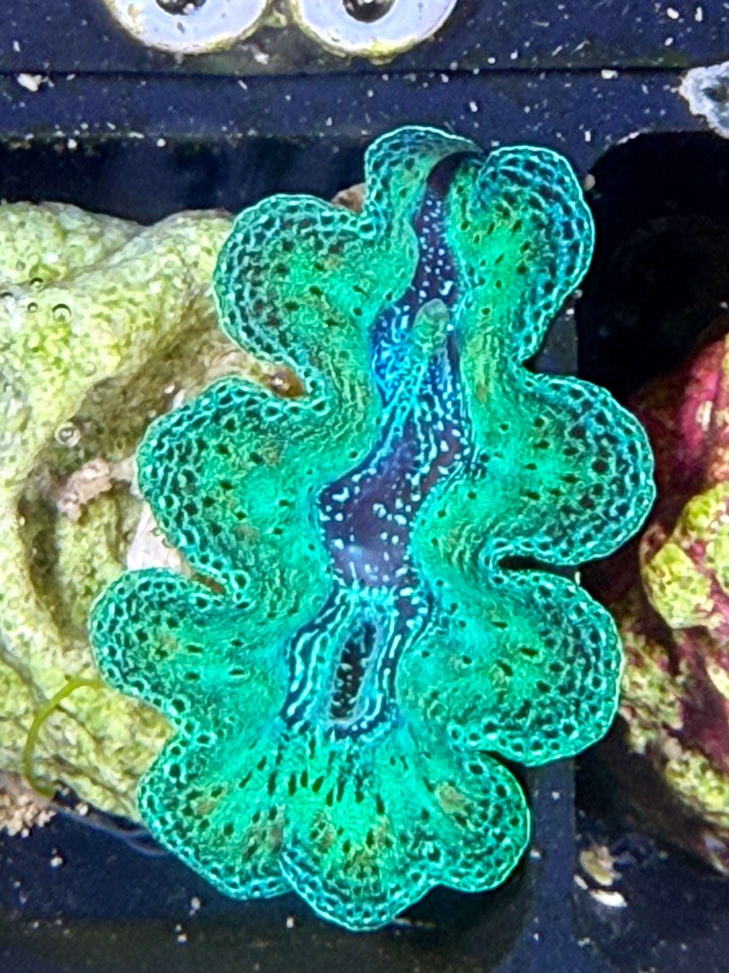 Captive Bred Crocea clam #39 White