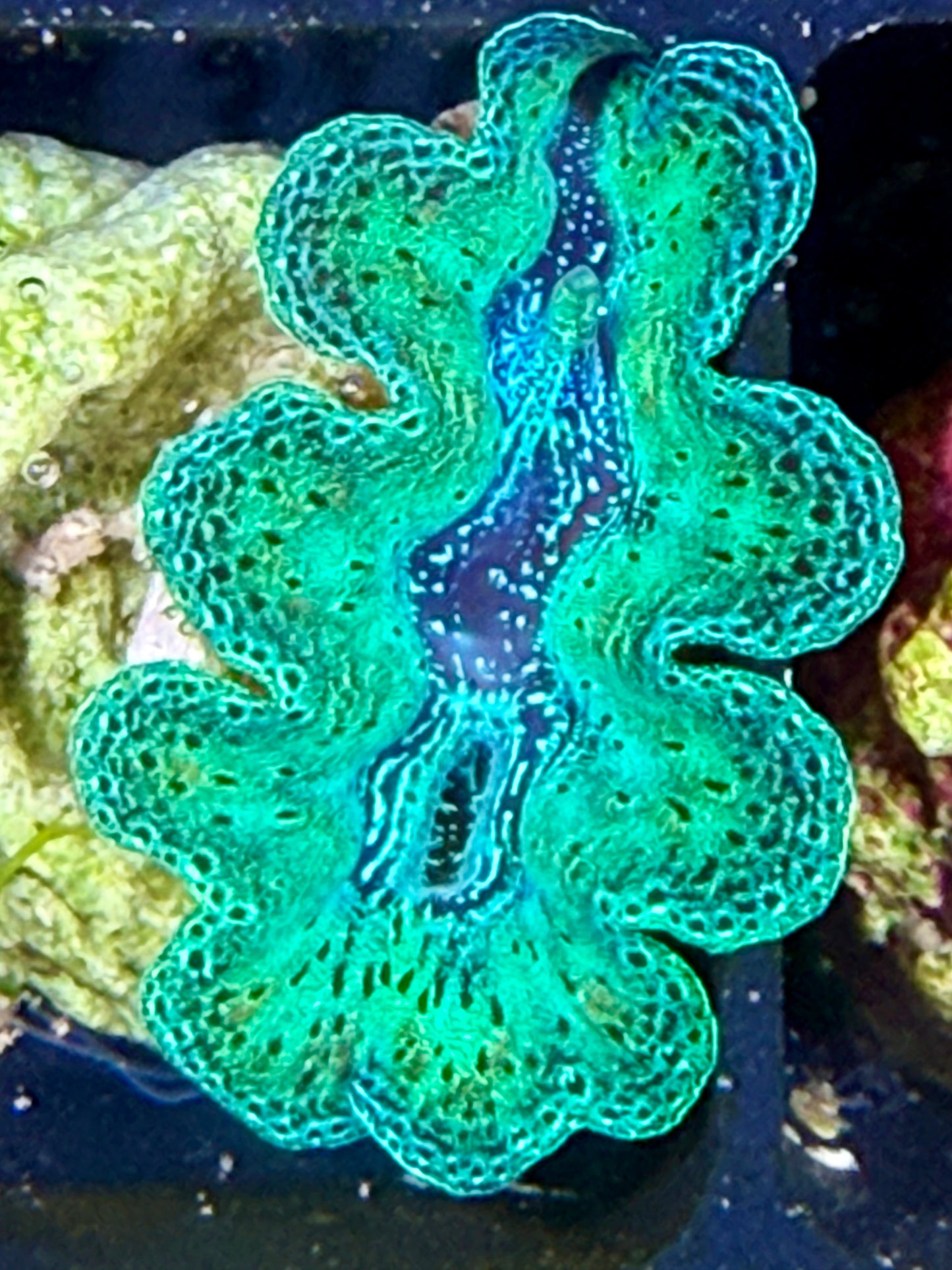 Captive Bred Crocea clam #39 White