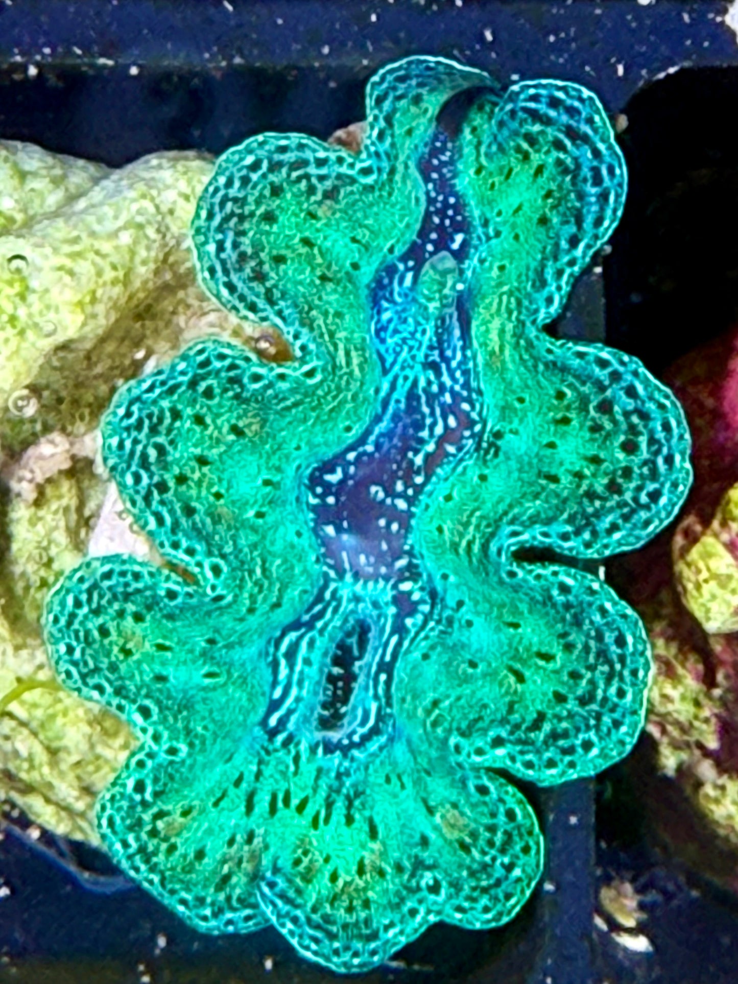 Captive Bred Crocea clam #39 White
