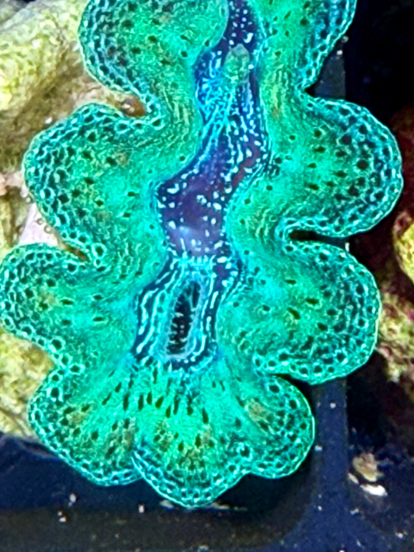 Captive Bred Crocea clam #39 White