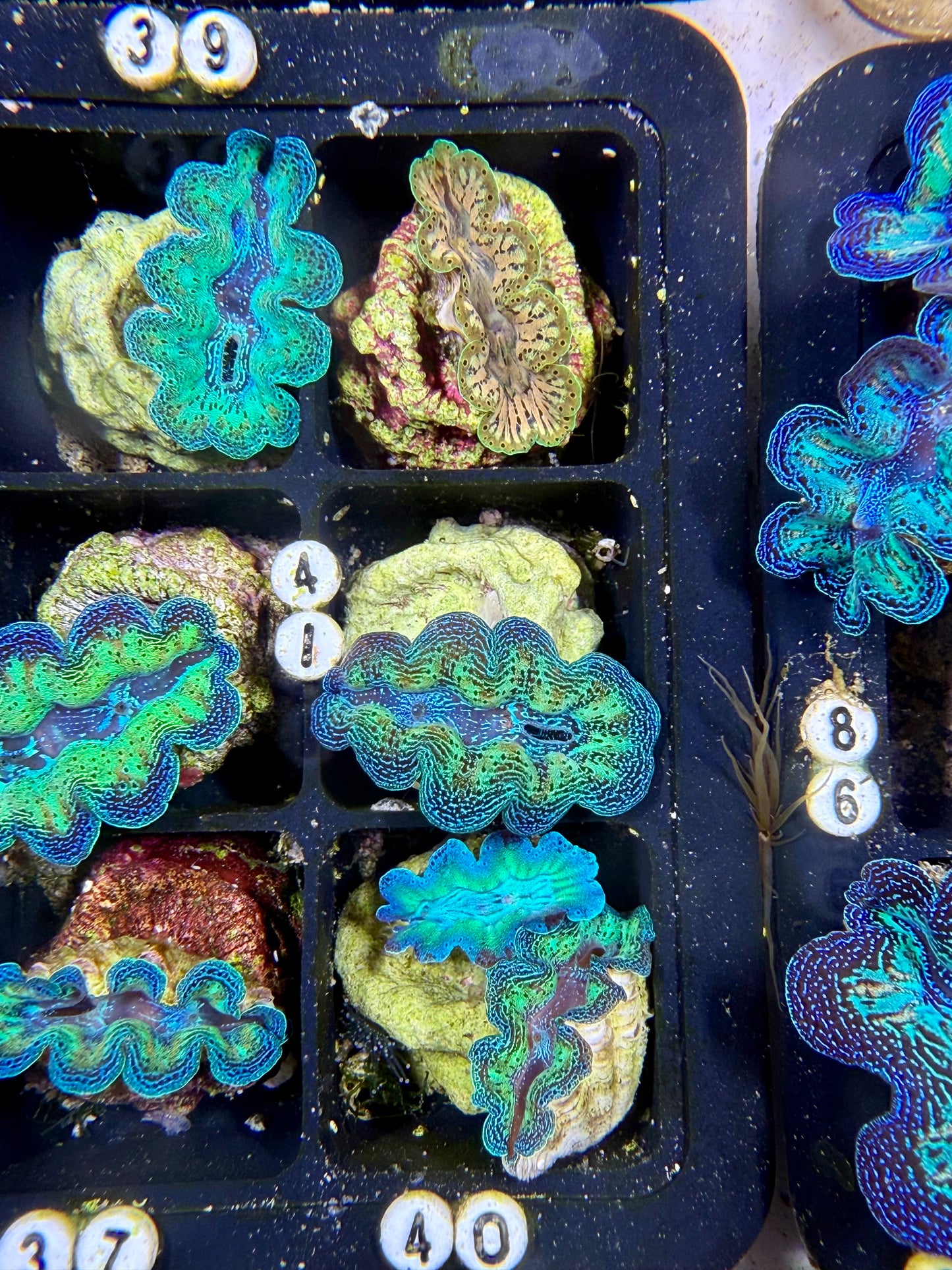 Captive Bred Rainbow Crocea clam #41 White