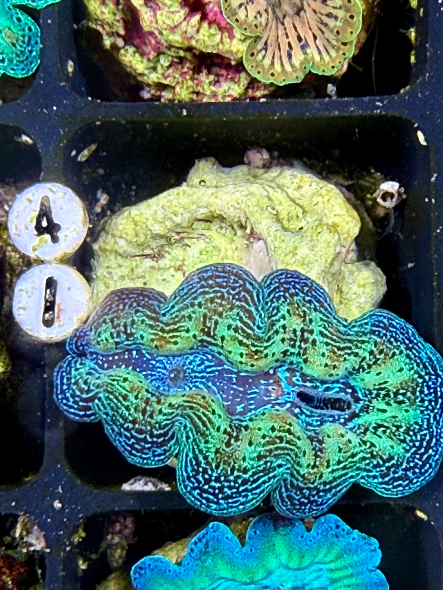 Captive Bred Rainbow Crocea clam #41 White