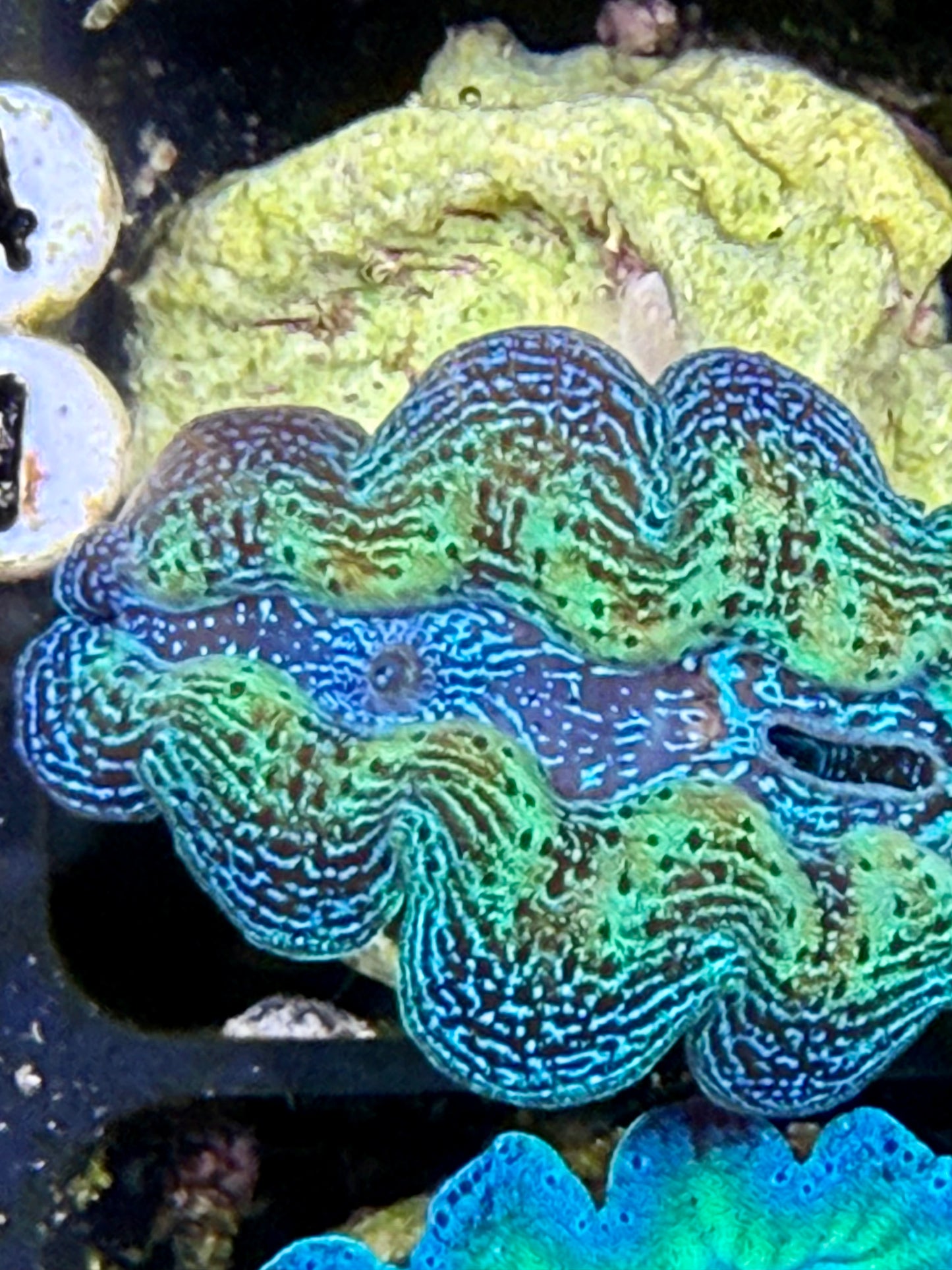 Captive Bred Rainbow Crocea clam #41 White