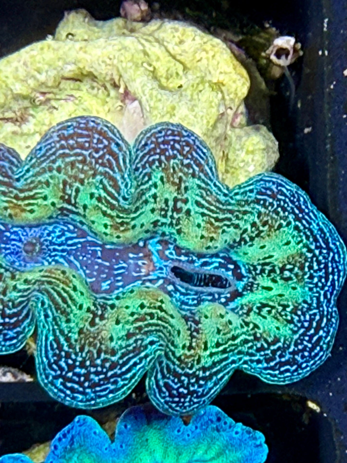 Captive Bred Rainbow Crocea clam #41 White