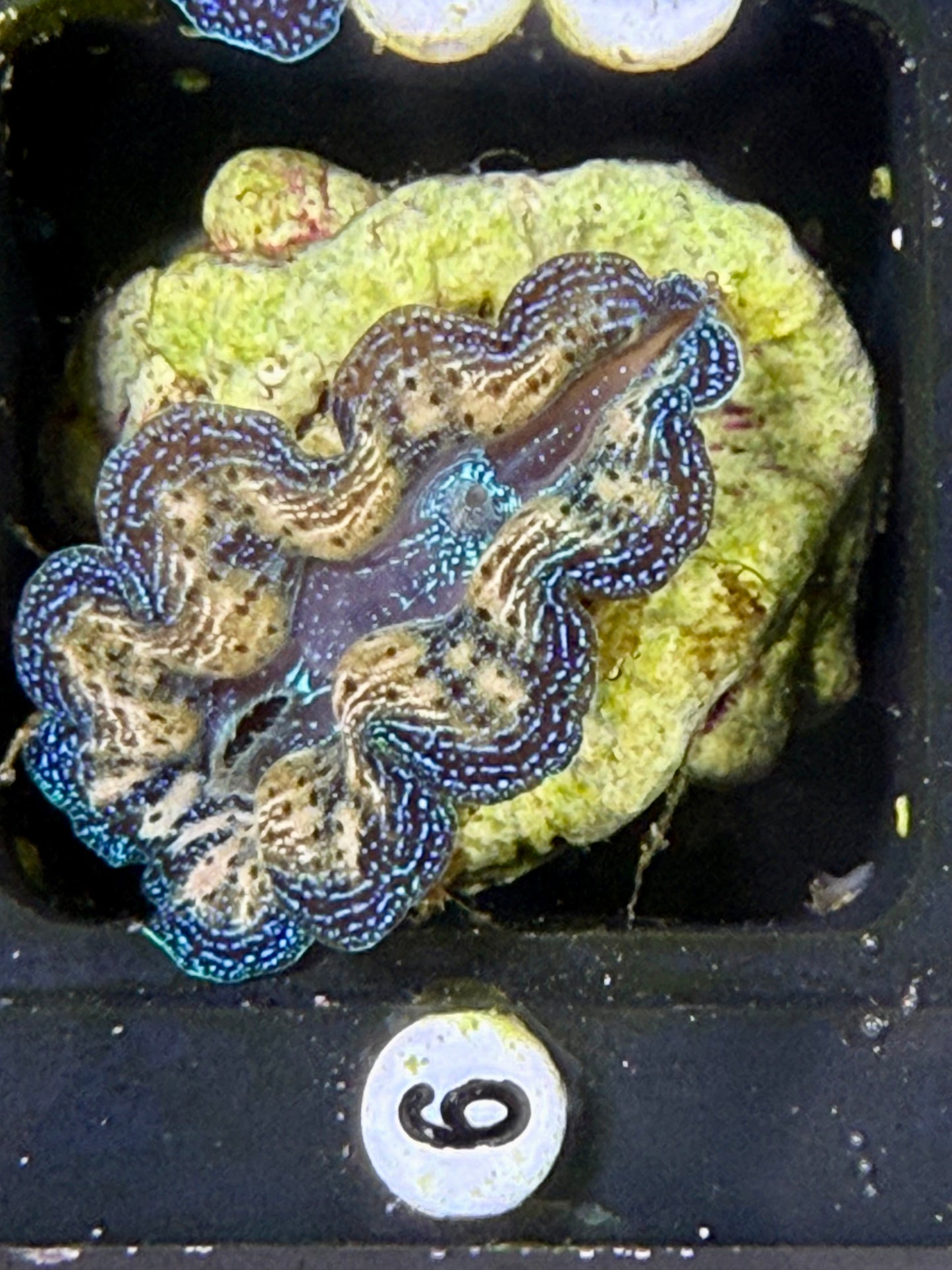 Captive Bred Crocea clam #6 White
