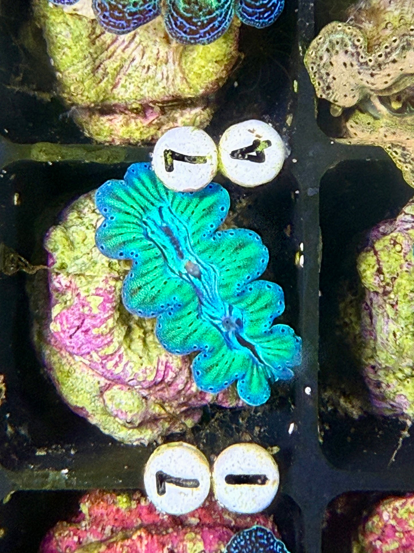 Captive Bred ultra Noae neon, turquoise clam #71 White