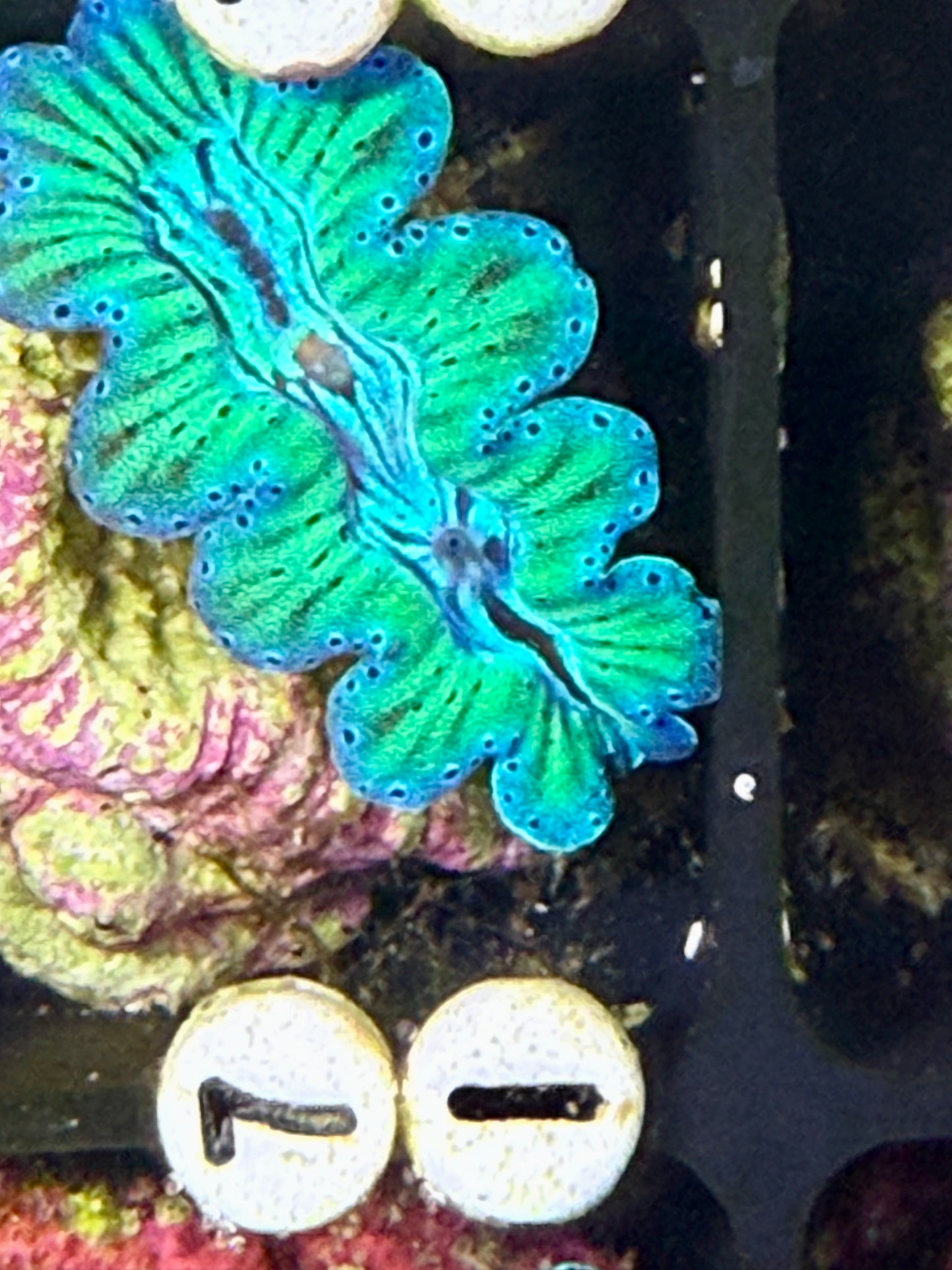 Captive Bred ultra Noae neon, turquoise clam #71 White