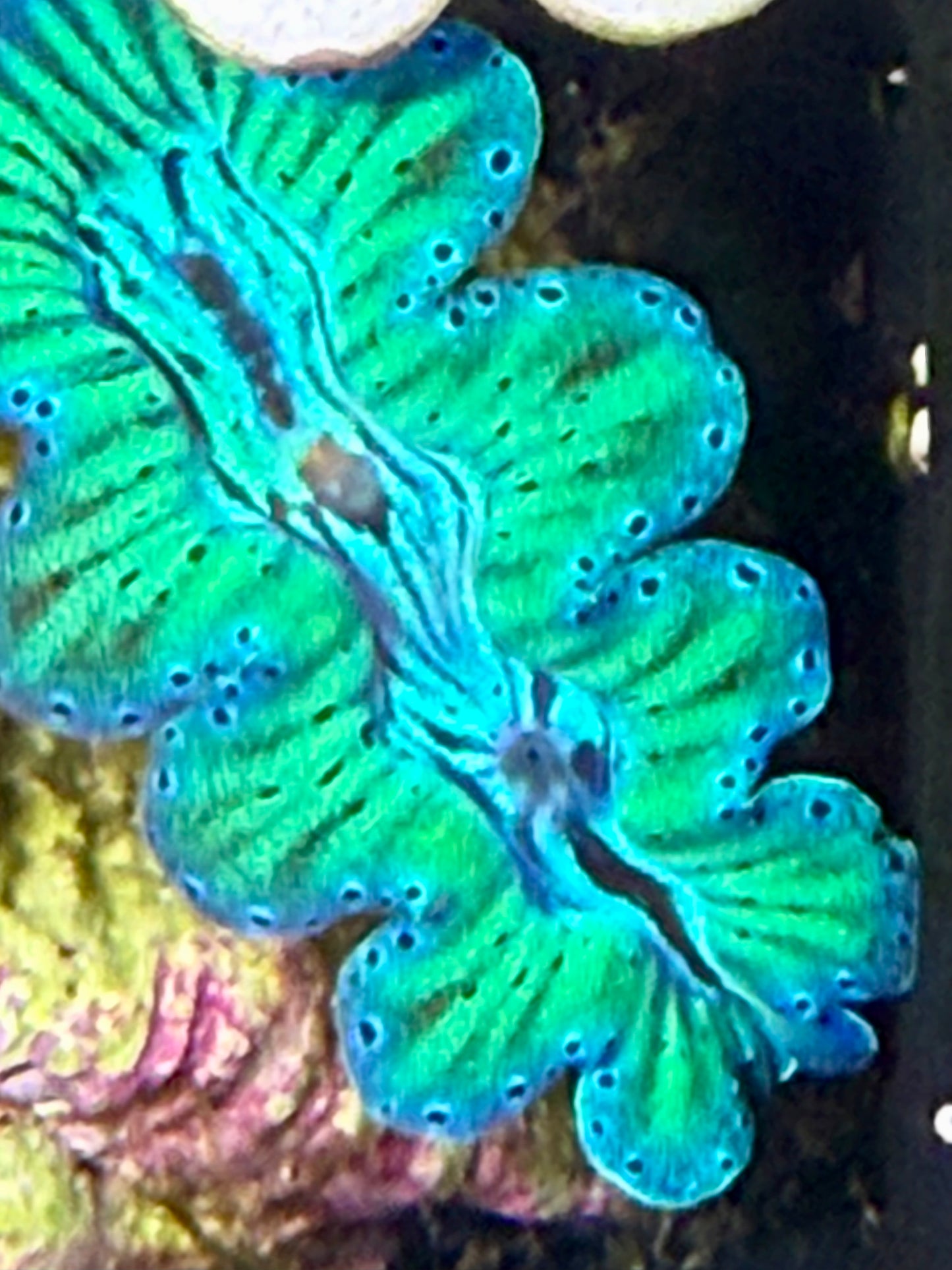 Captive Bred ultra Noae neon, turquoise clam #71 White