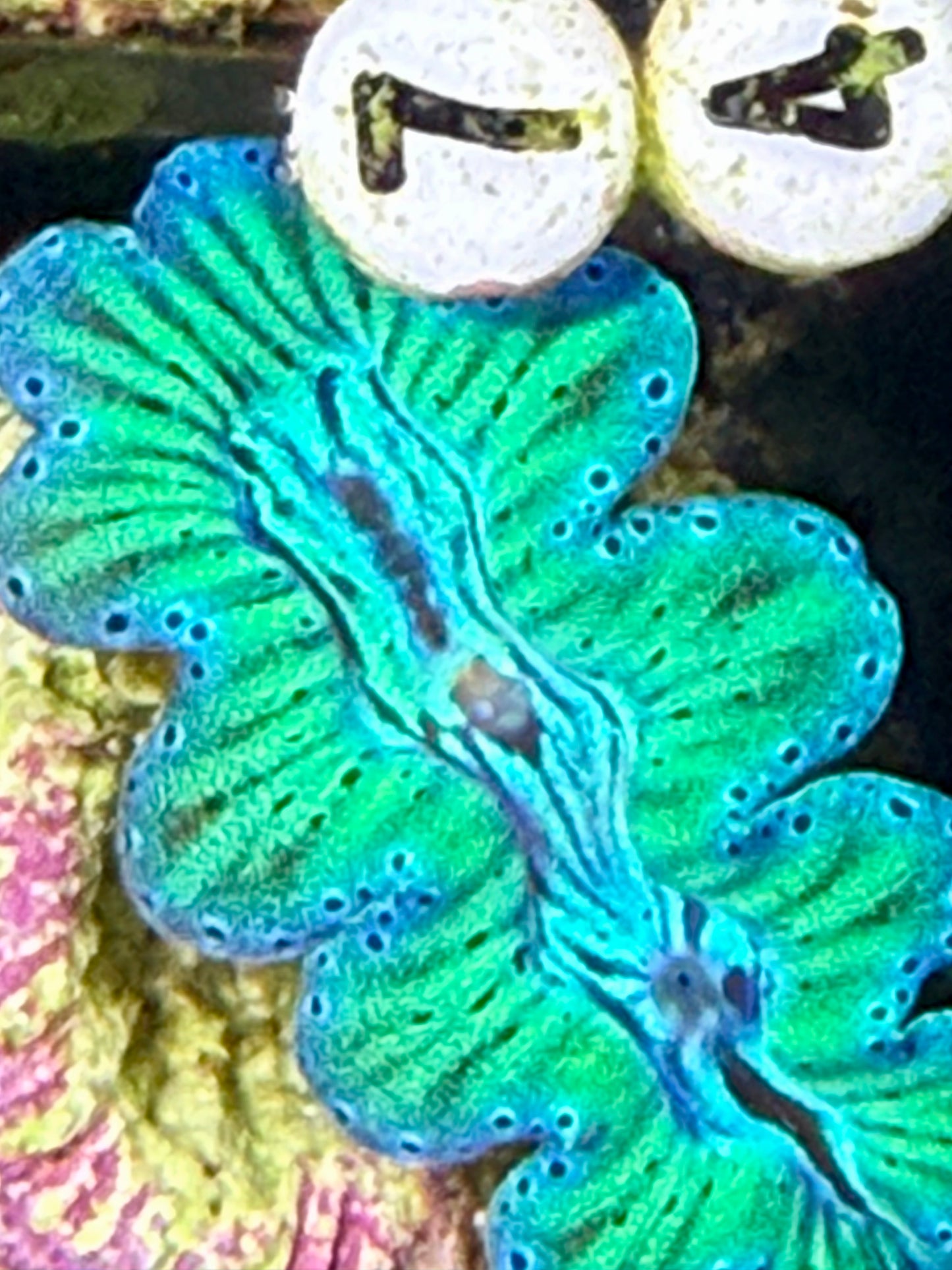 Captive Bred ultra Noae neon, turquoise clam #71 White