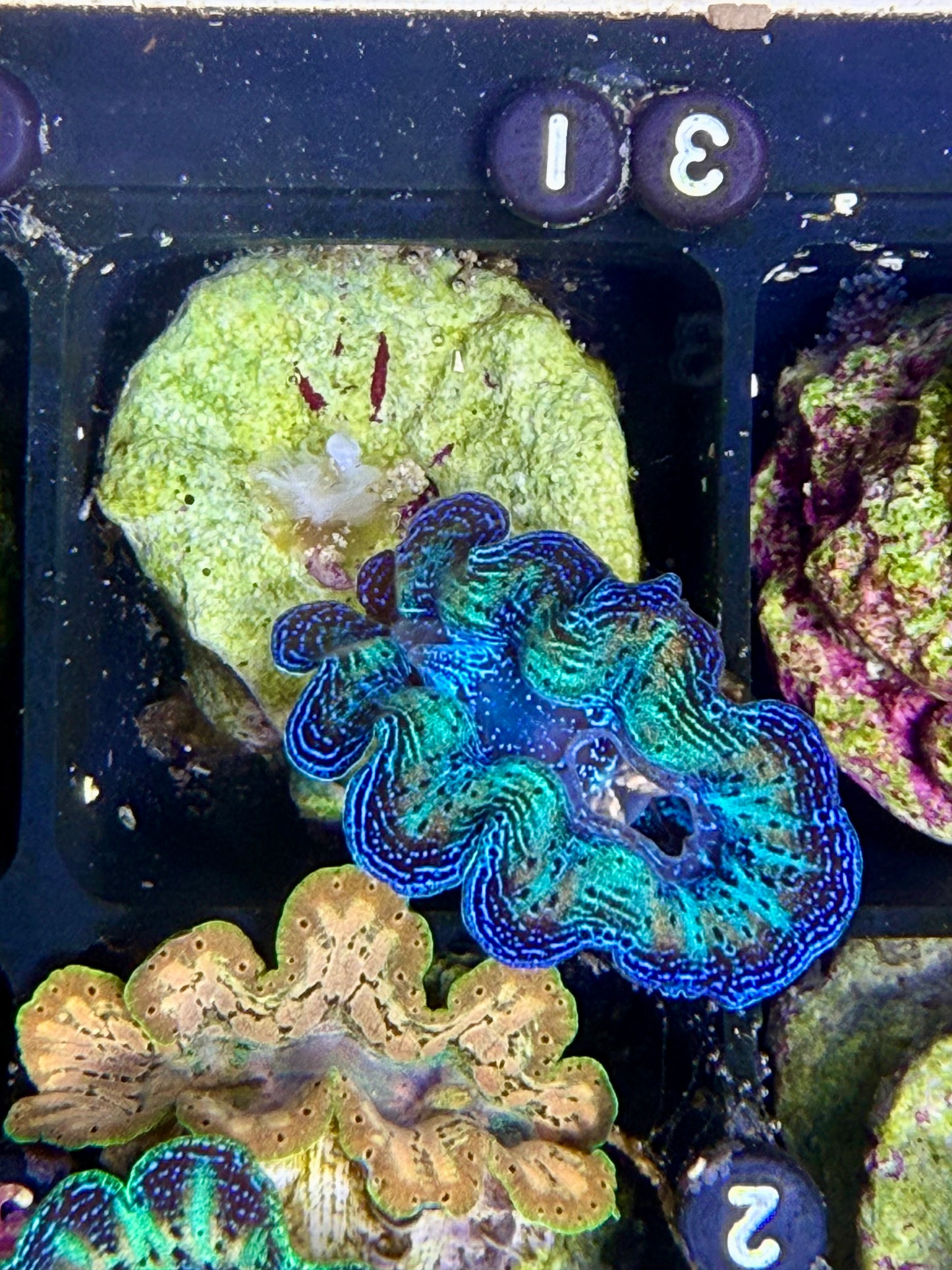 Captive Bred Rainbow Crocea clam #31 Black