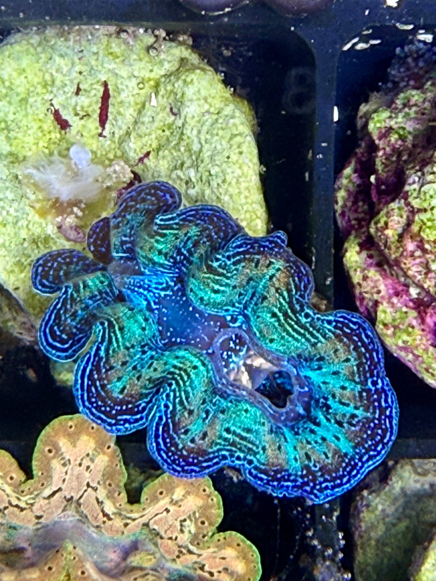 Captive Bred Rainbow Crocea clam #31 Black