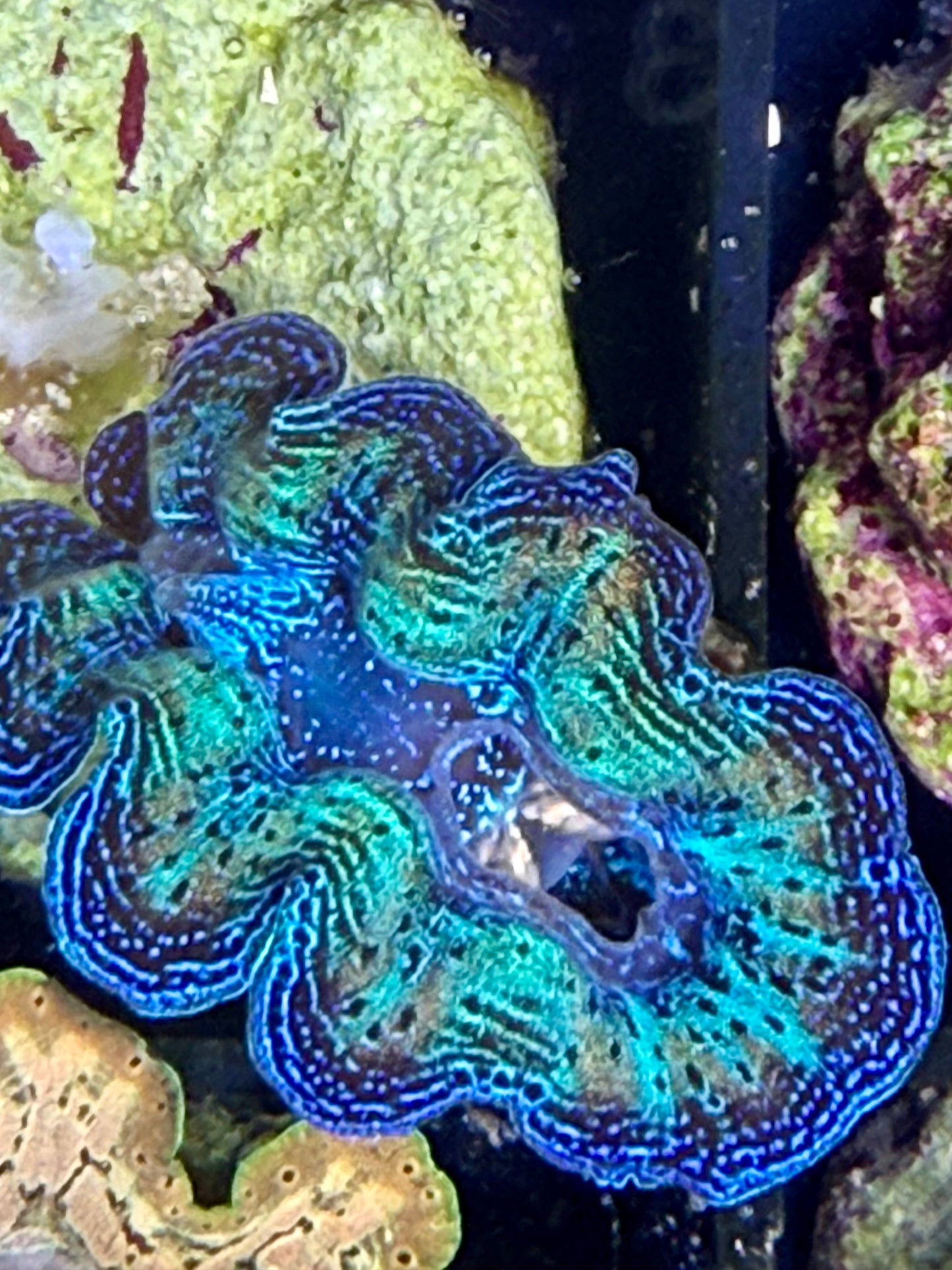 Captive Bred Rainbow Crocea clam #31 Black