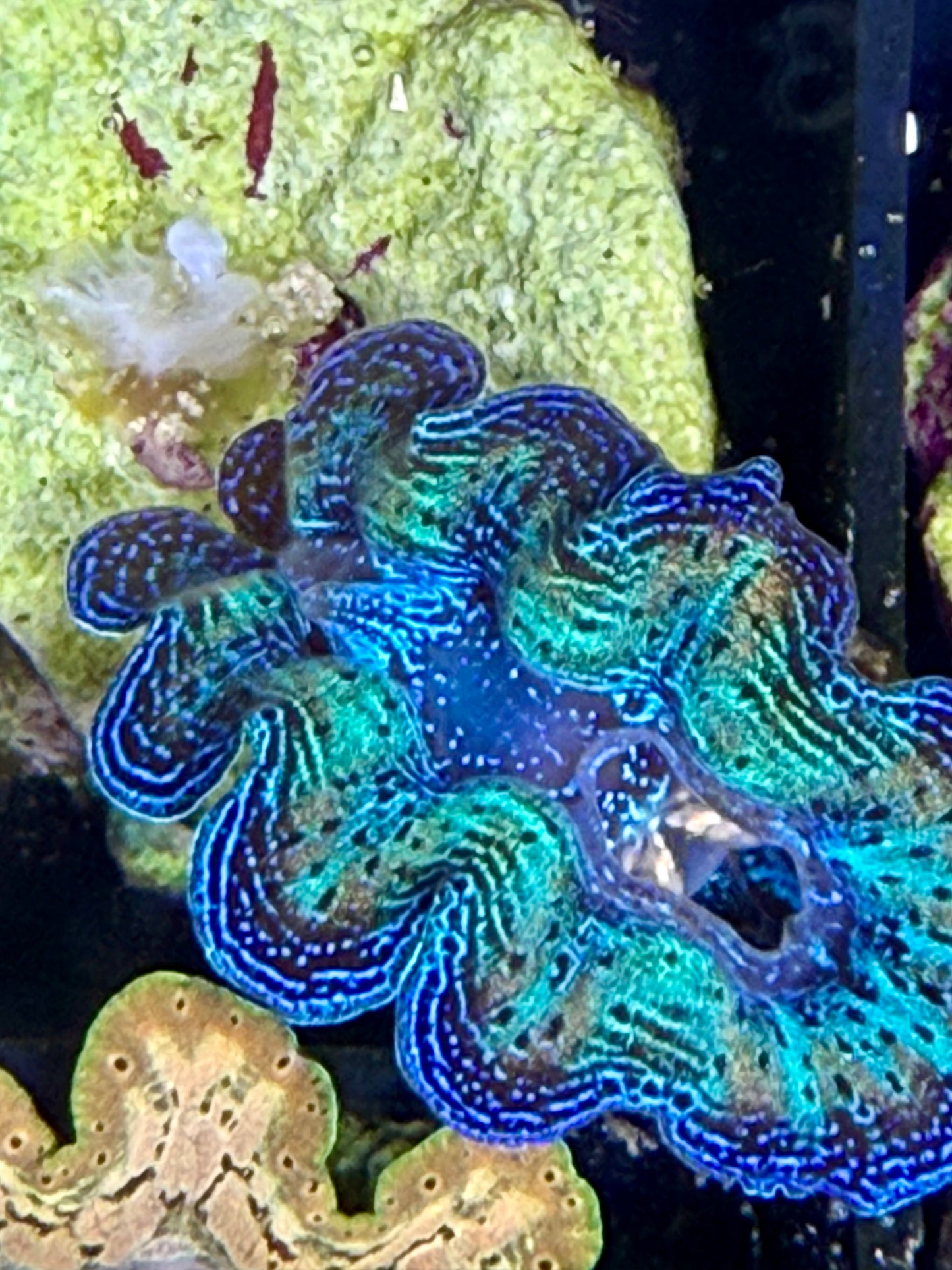 Captive Bred Rainbow Crocea clam #31 Black