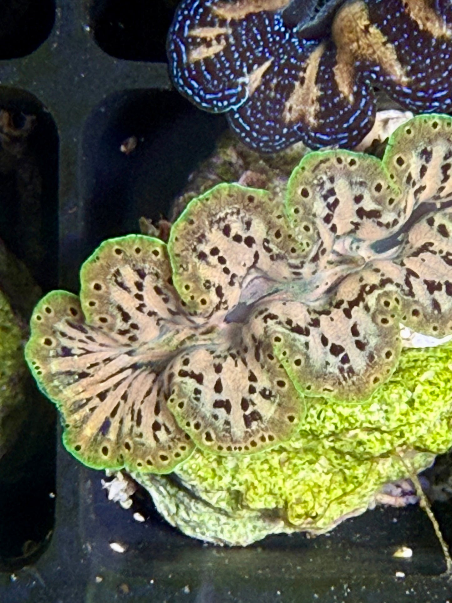 Captive Bred Noae clam #39 Black