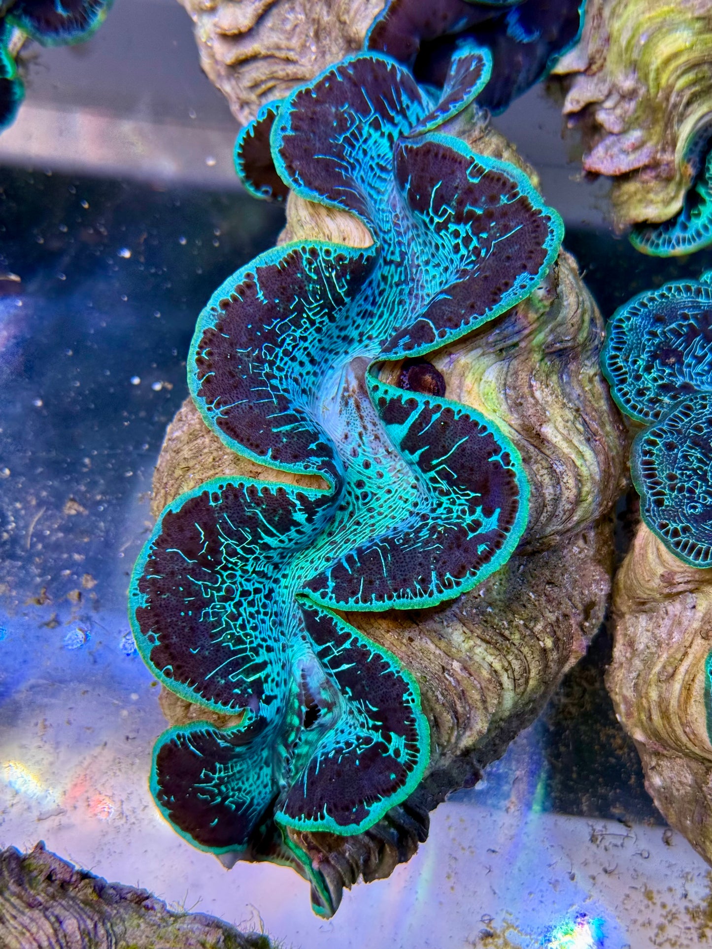 Maxima Clam 5" to 6"