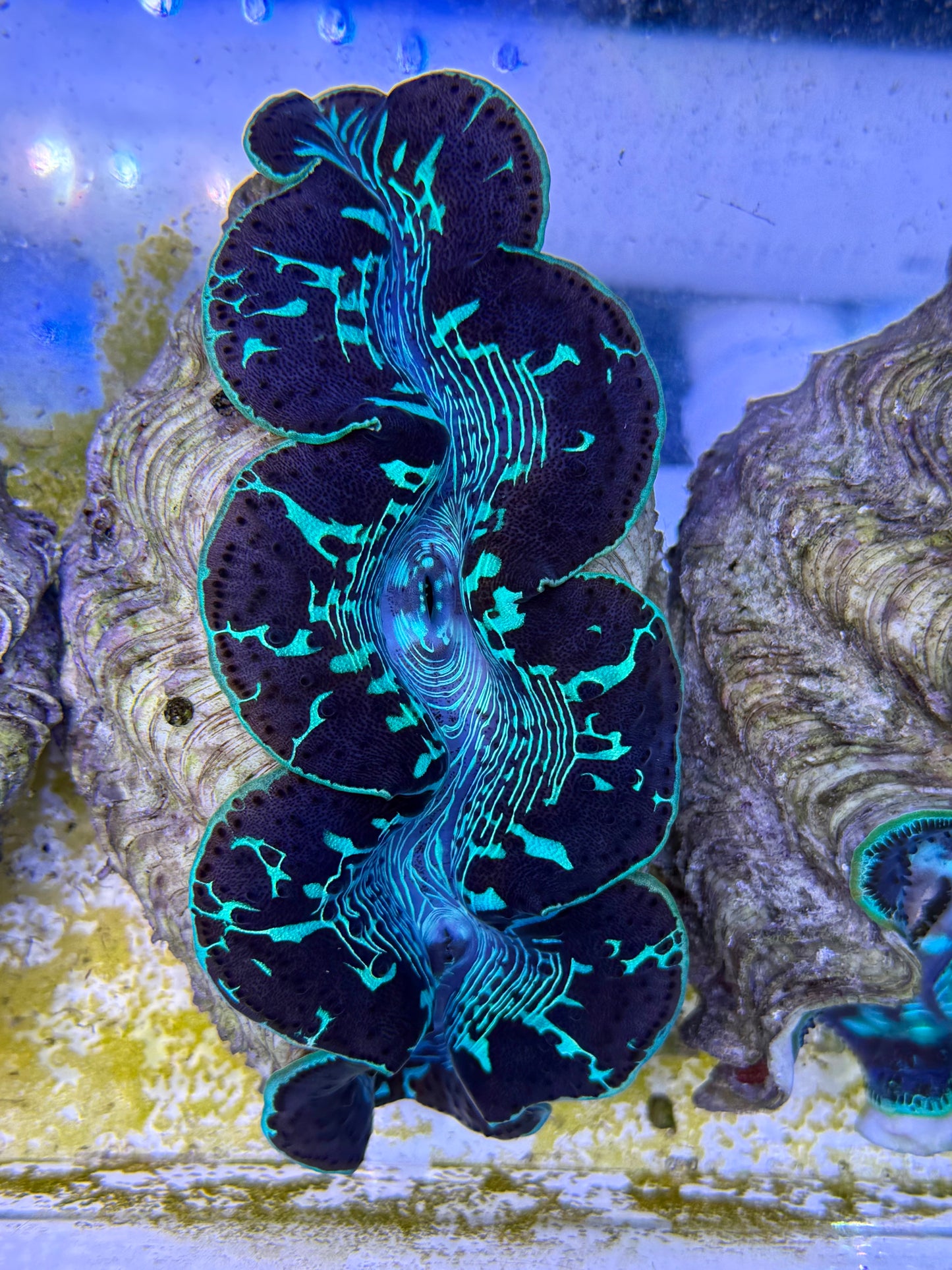 Maxima Clam 5" to 6" beautiful markings black and green