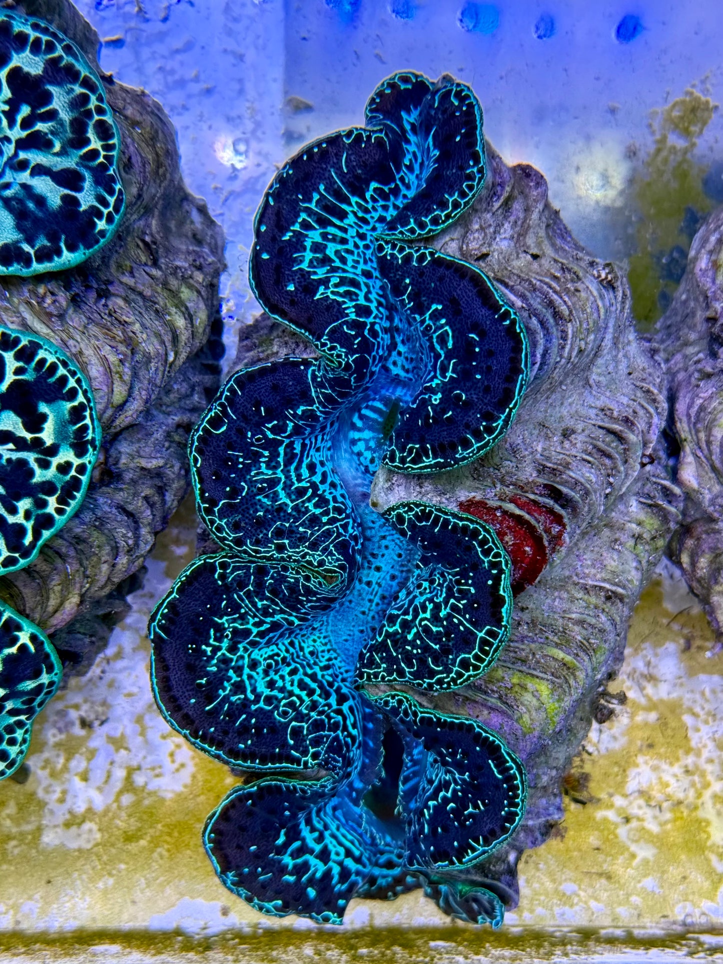Maxima Clam 5" to 6" black and green