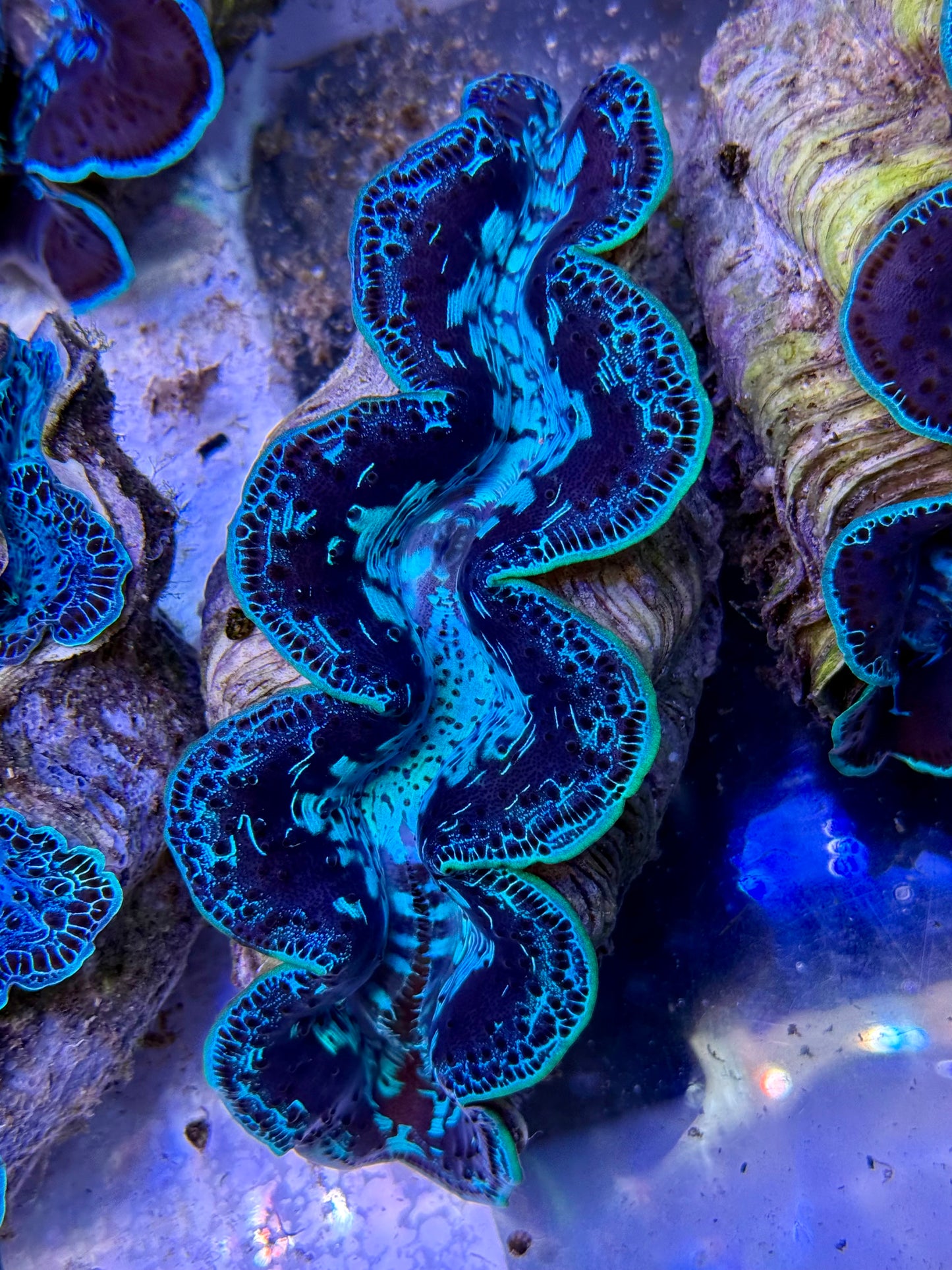 Maxima Clam 5" to 6" neon pattern