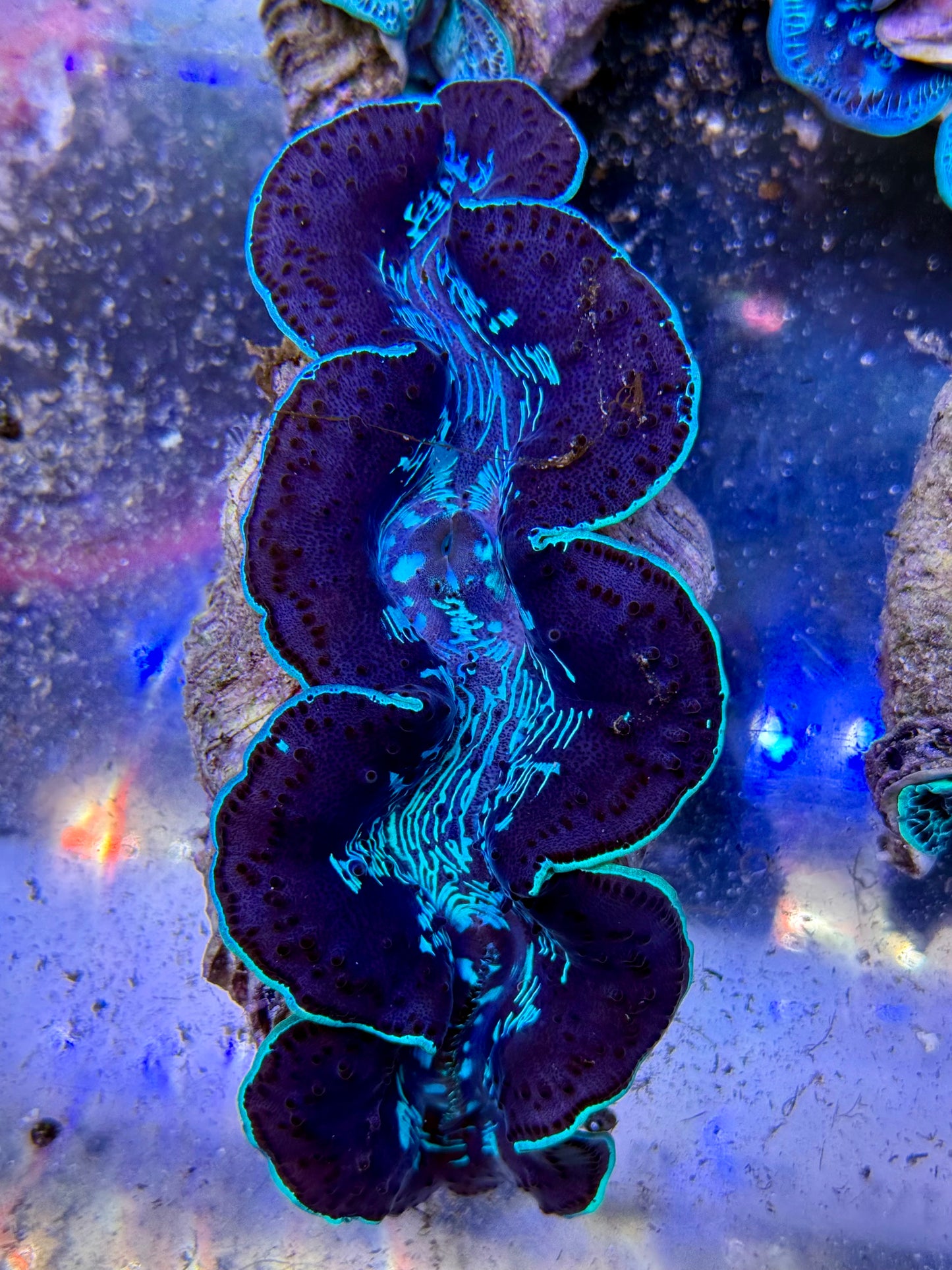 Maxima Clam 5" to 6" black with blue marking Clam