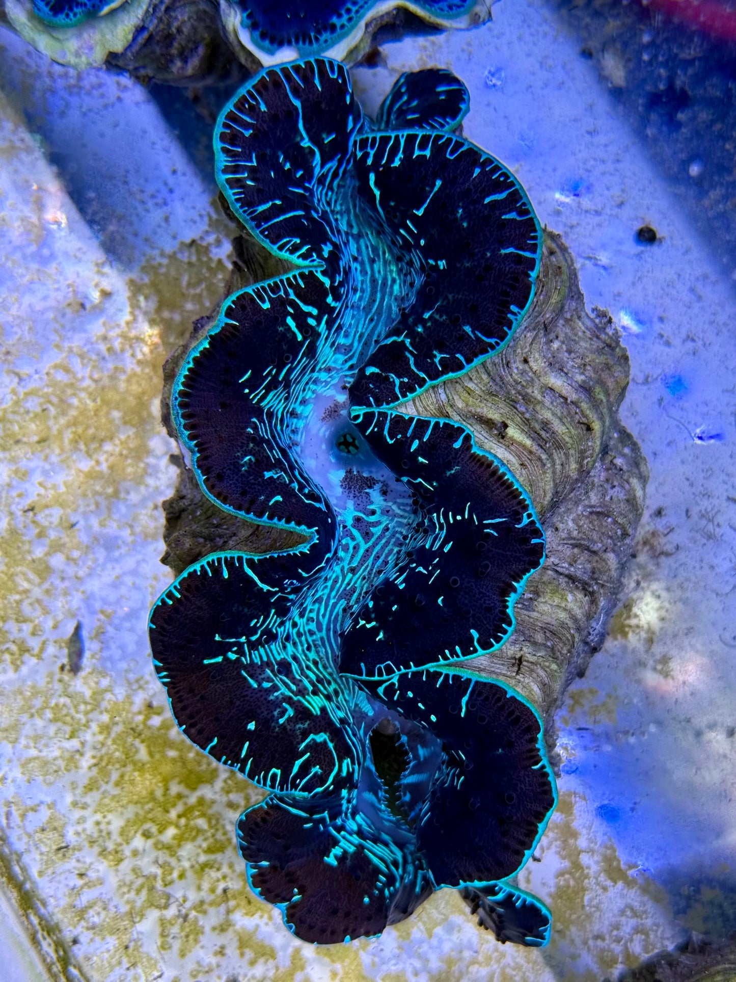 Maxima Clam 5" to 6" black and green lined