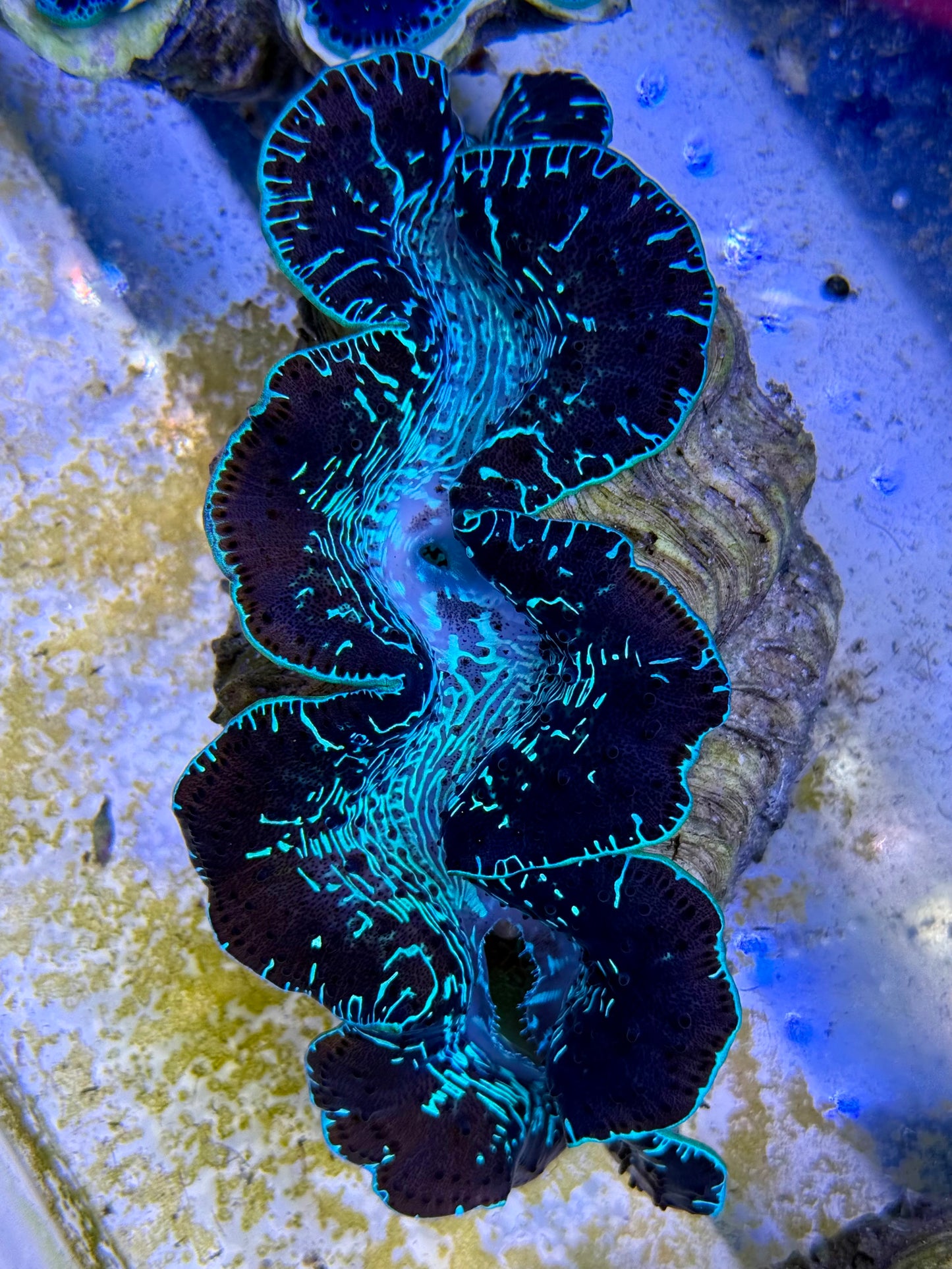 Maxima Clam 5" to 6" black and green lined