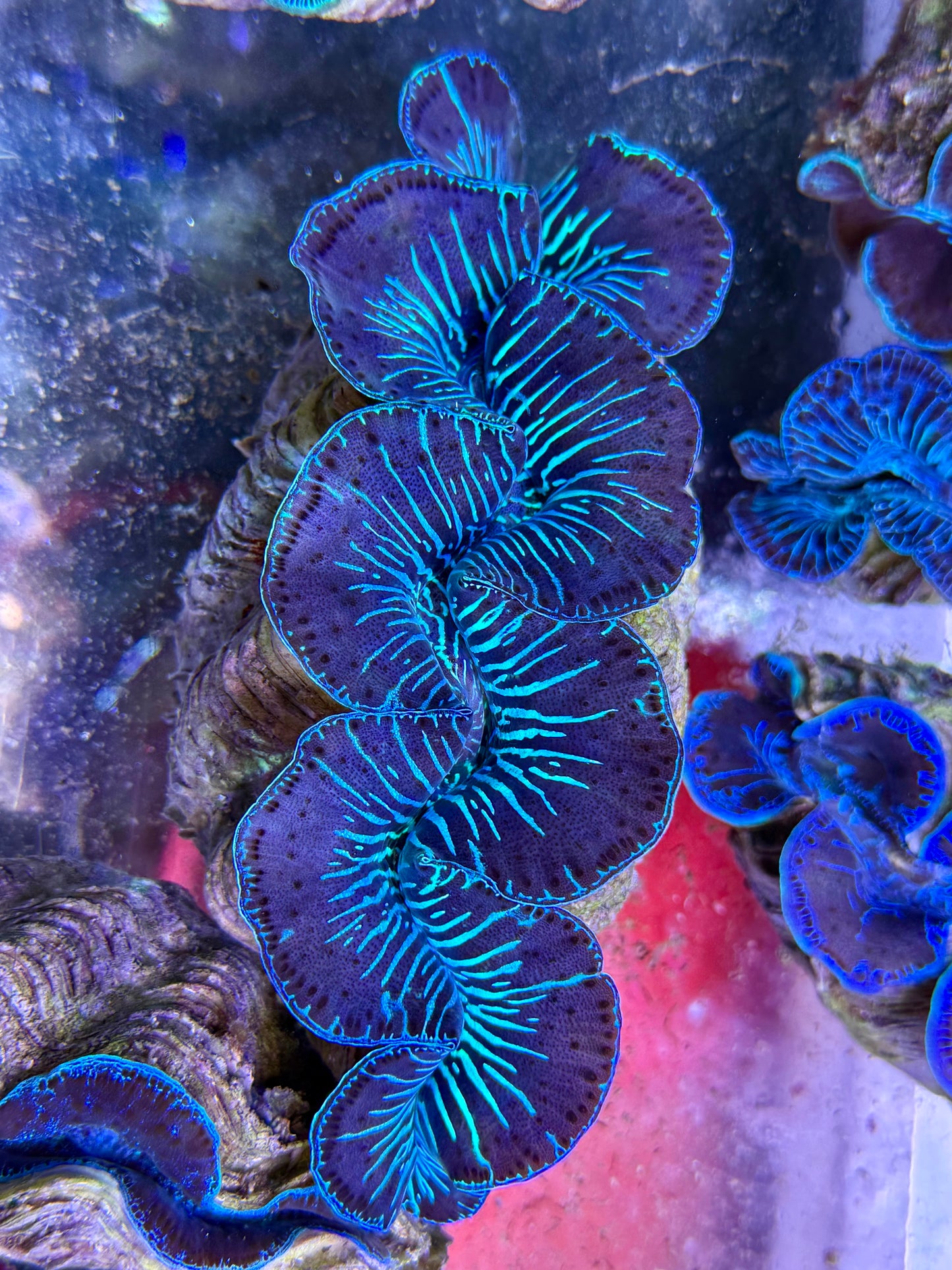 Maxima Clam 6” to 7” very unique patterns Blue tiger markings