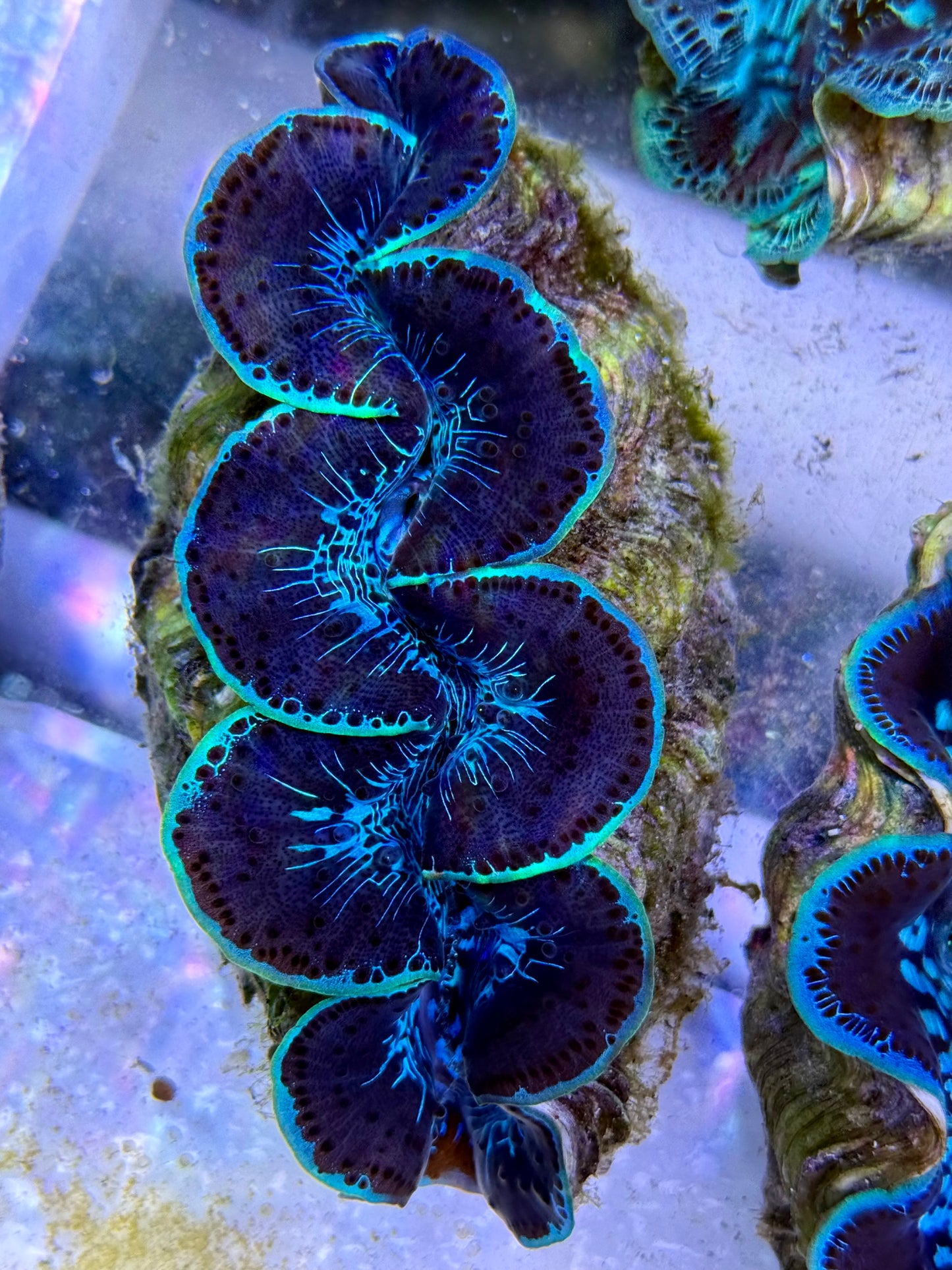 Maxima Clam 5" to 6" beautiful green lines throughout and black backdrop