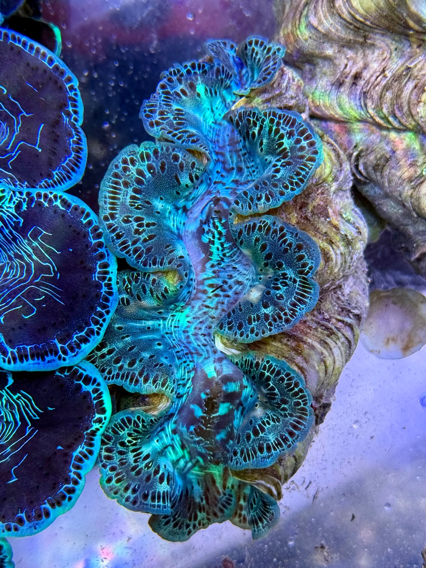 Maxima Clam 5" to 6" beautiful green lines with some white markings
