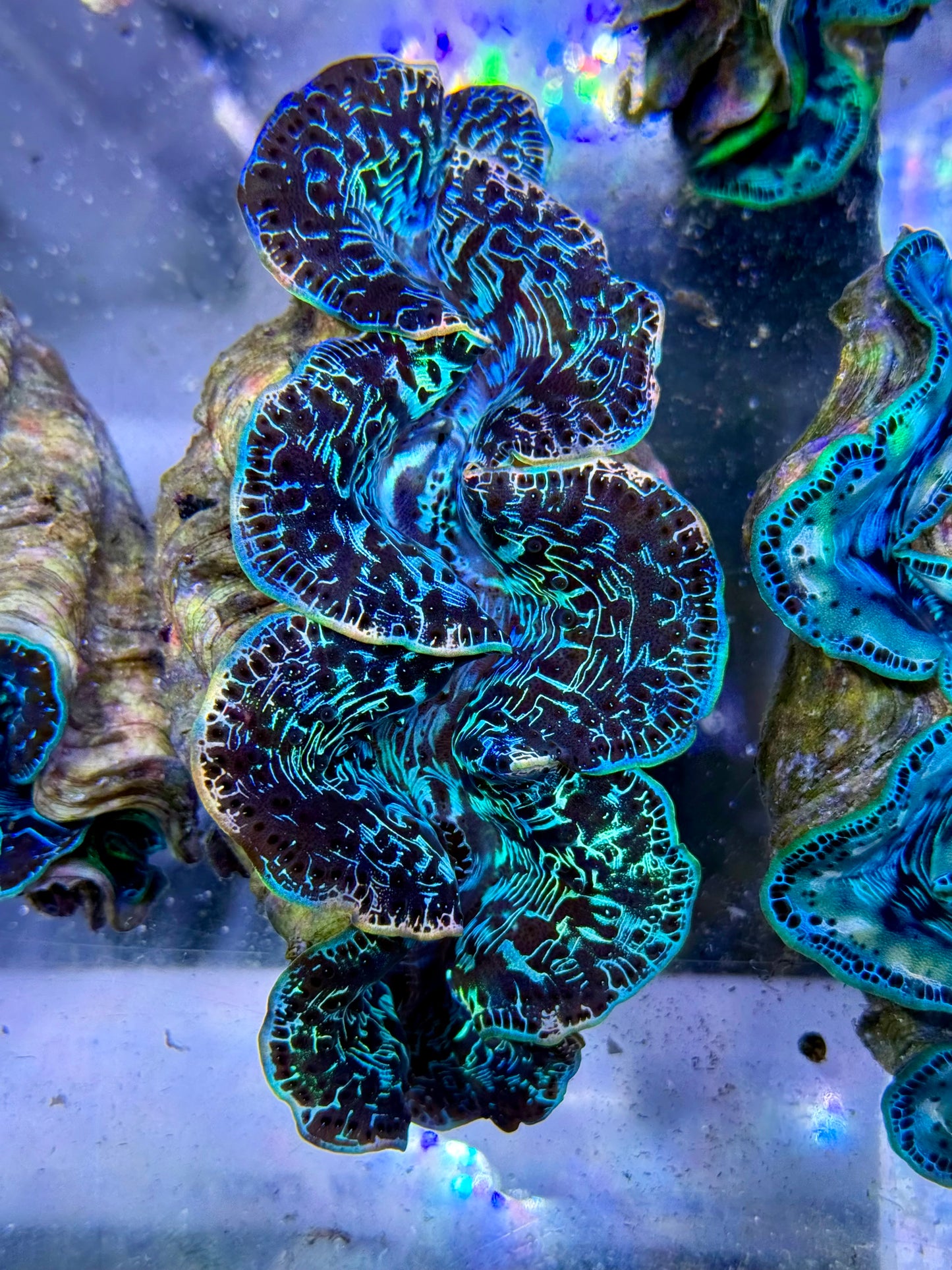 Maxima Clam 5" to 6" rare rainbow