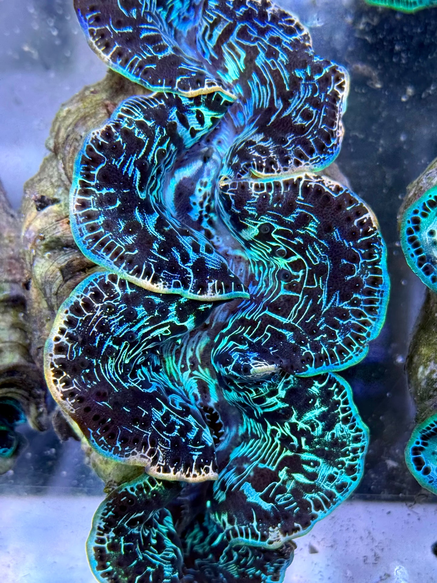 Maxima Clam 5" to 6" rare rainbow