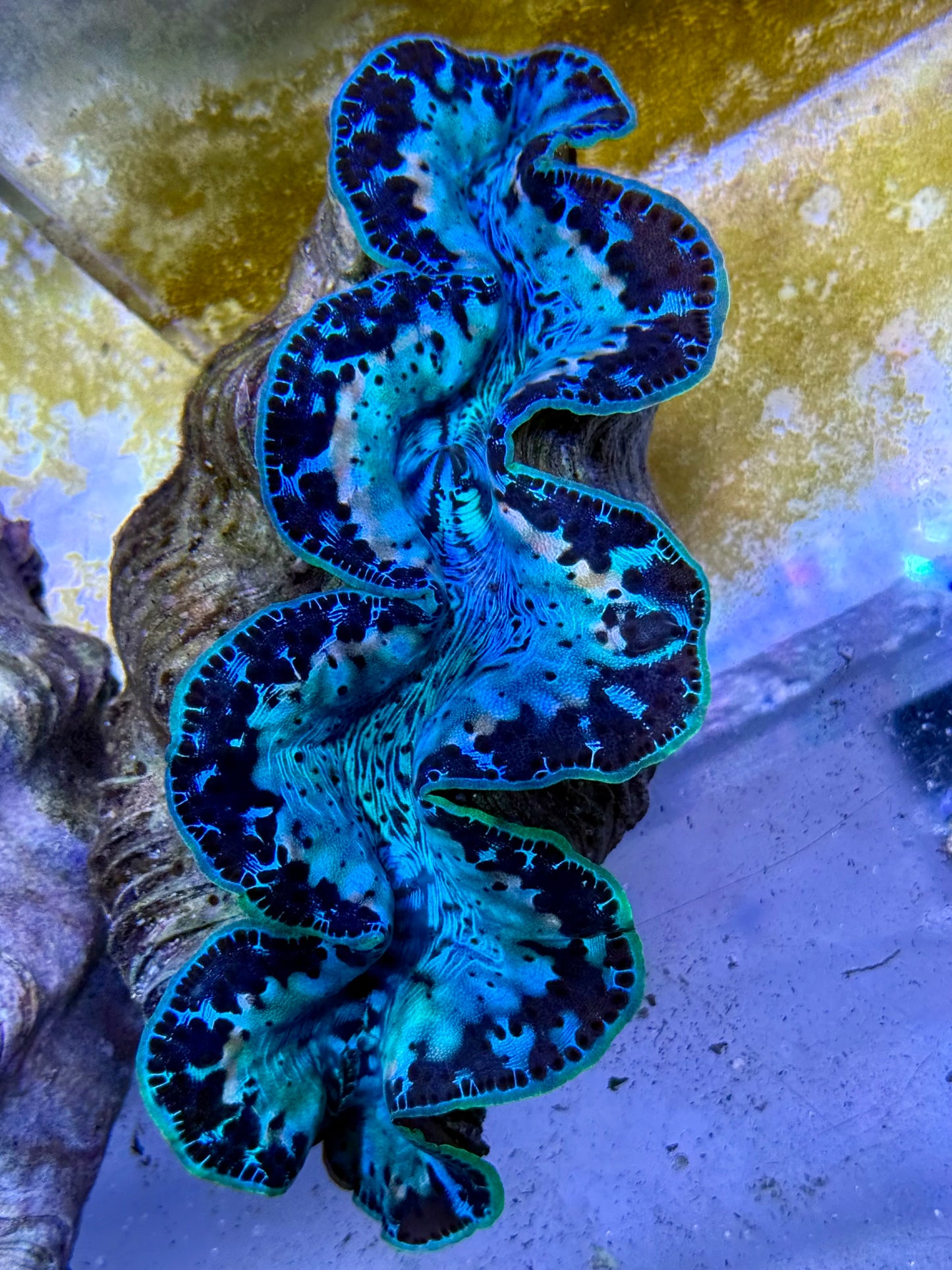 Maxima Clam 5" to 6" ultra with rare white markings
