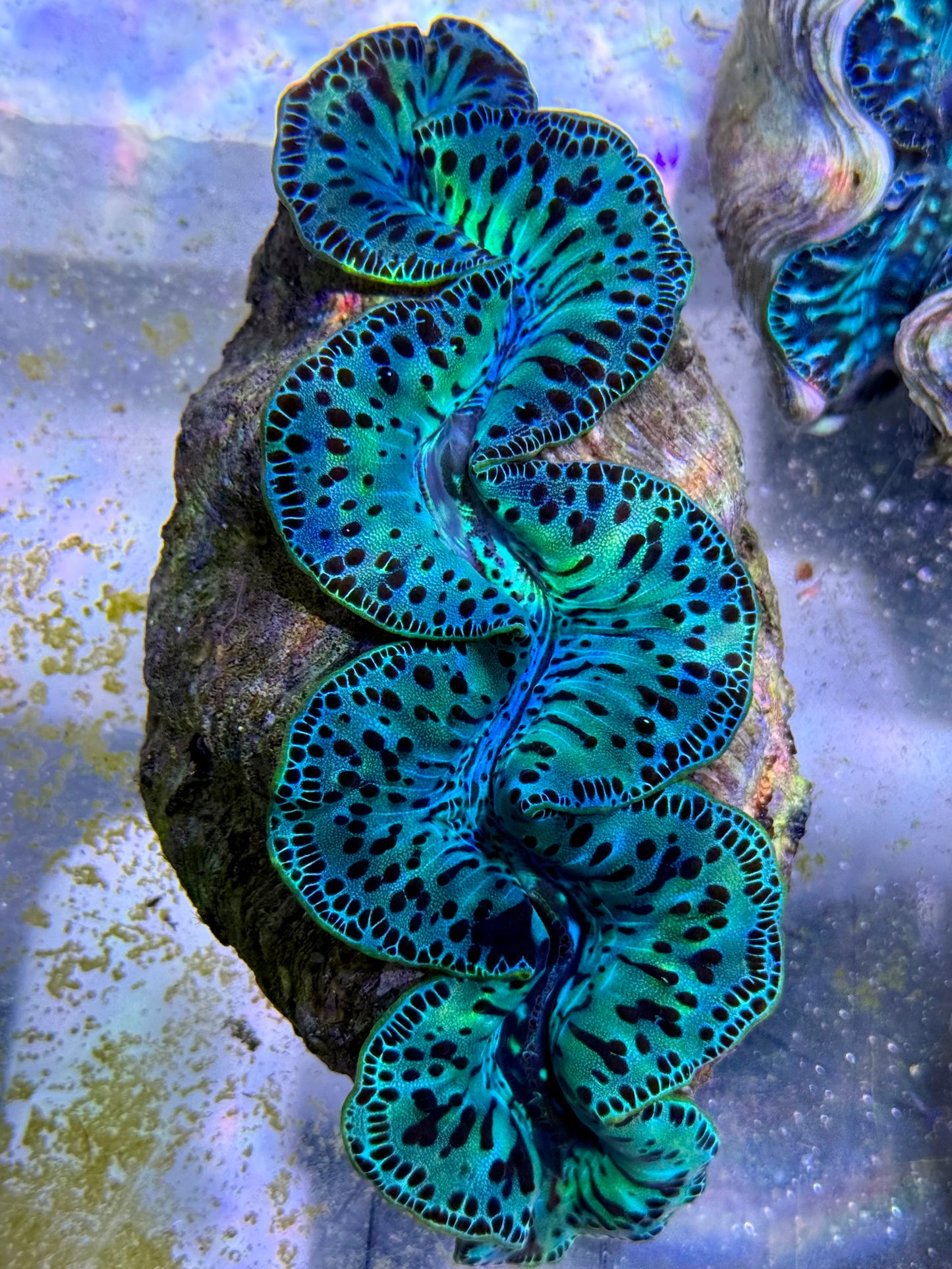 Maxima Clam 5" to 6" neon green