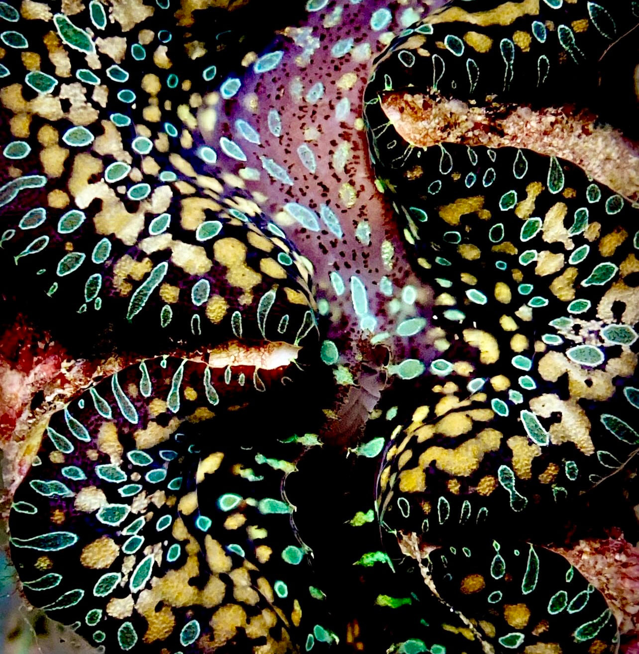 Noae – Clam Mania