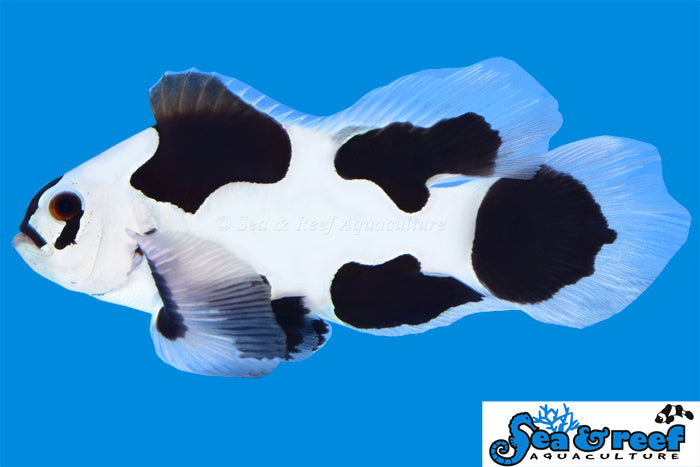 Longfin Black Storm Clownfish