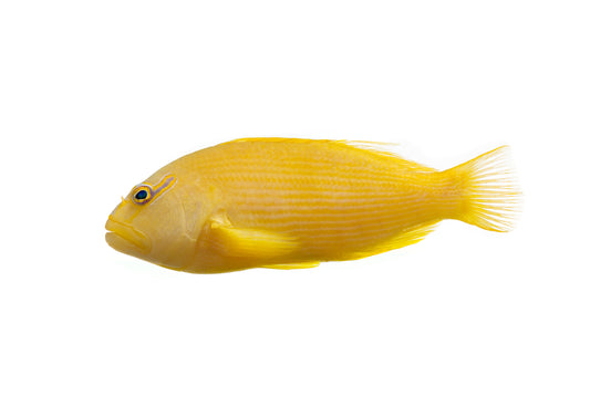 Yellow Tahitian Flame Hawk Fish