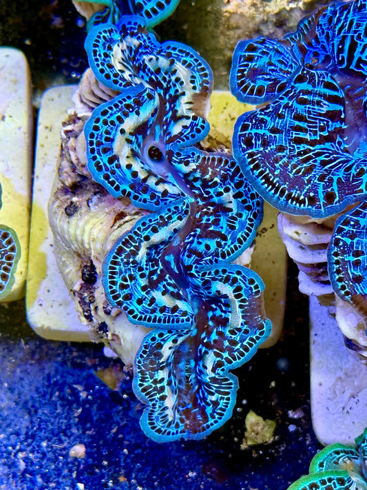 Cultured Maxima Clam 2.5” to 3.5” I see blue and white Clam
