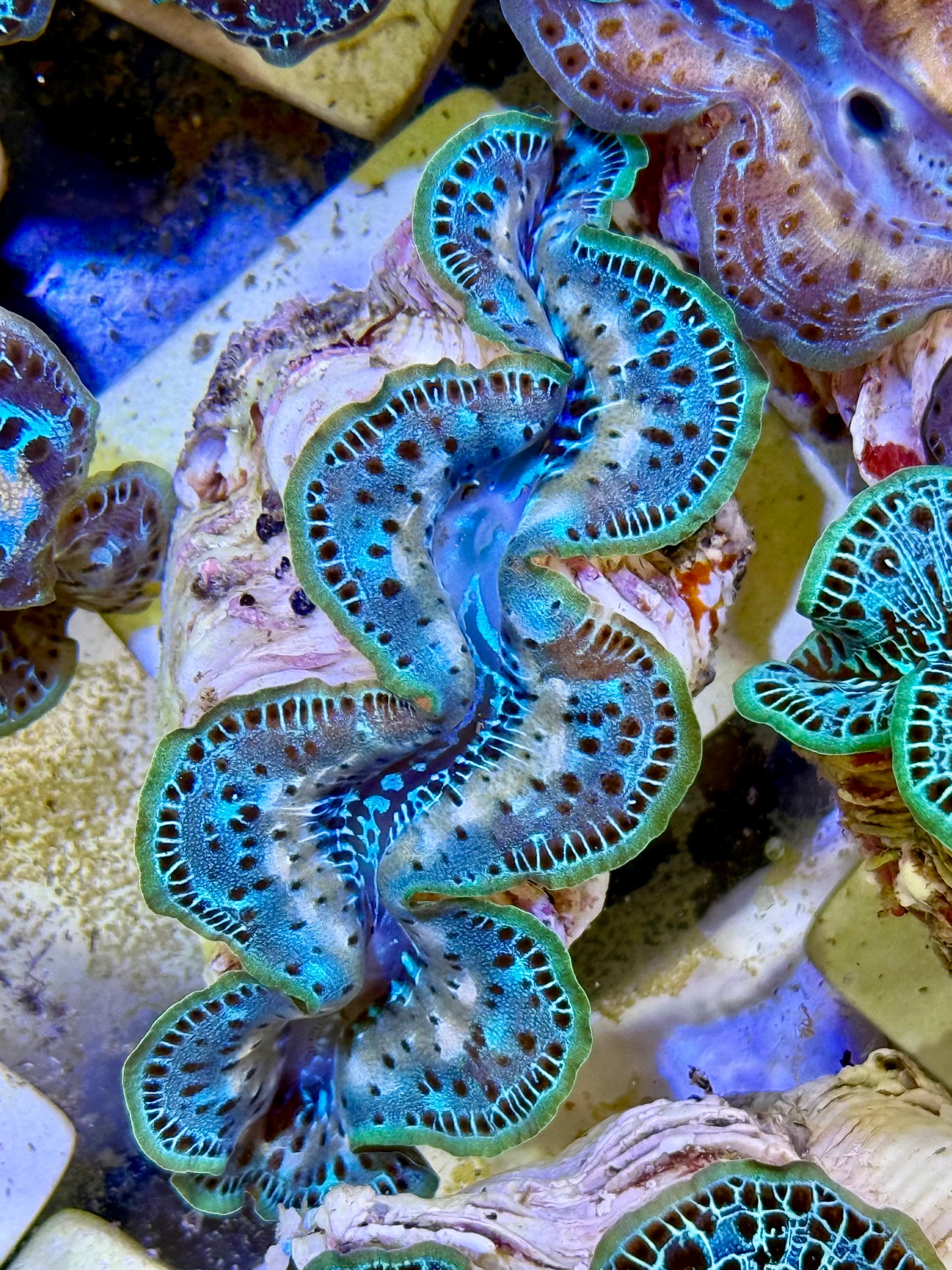 Cultured Maxima Clam 2.5” to 3.5” a ripple in the sky clam