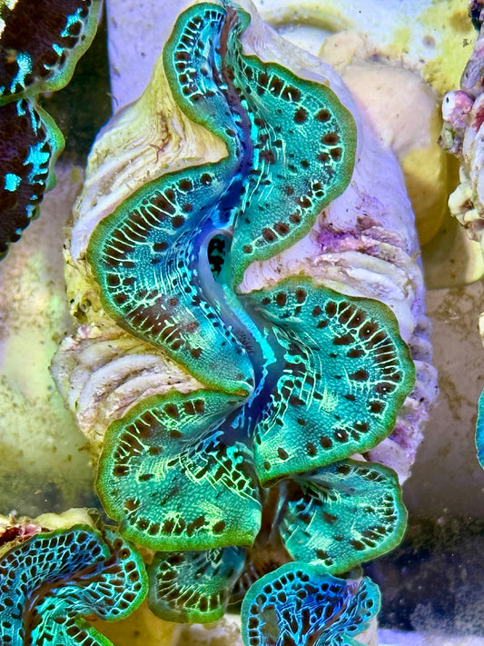 Cultured Maxima Clam 2.5” to 3.5” the green Clam