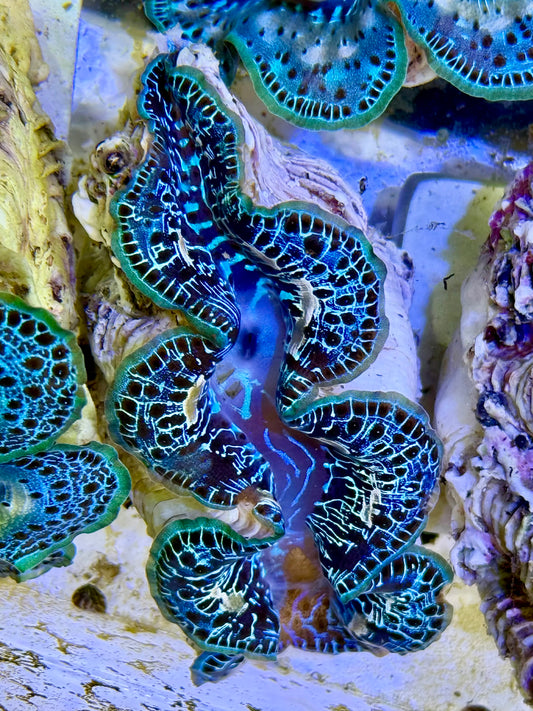Cultured Maxima Clam 2.5” to 3.5” I see you love fashion Clam